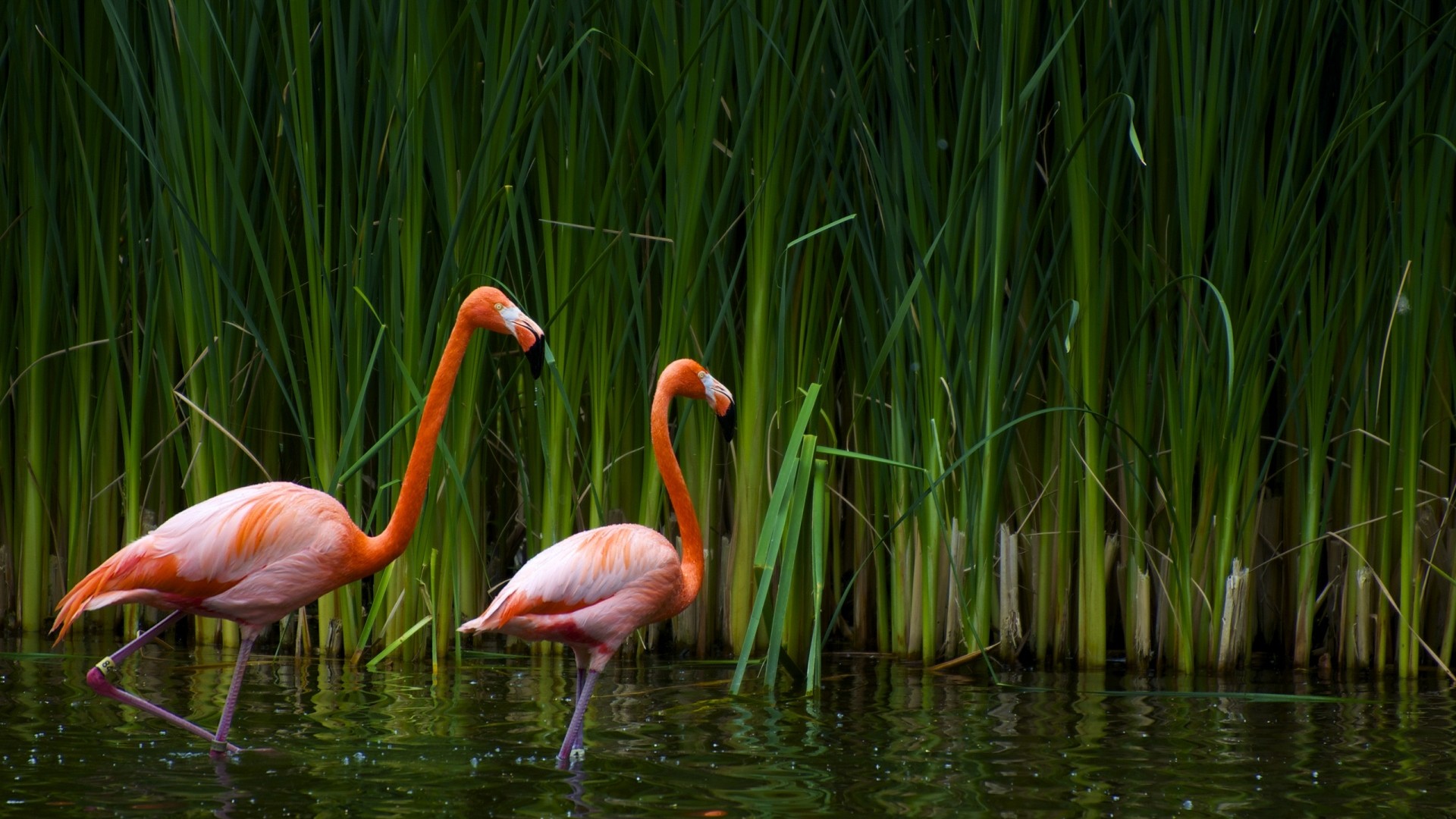 Free download wallpaper Flamingo, Animal on your PC desktop