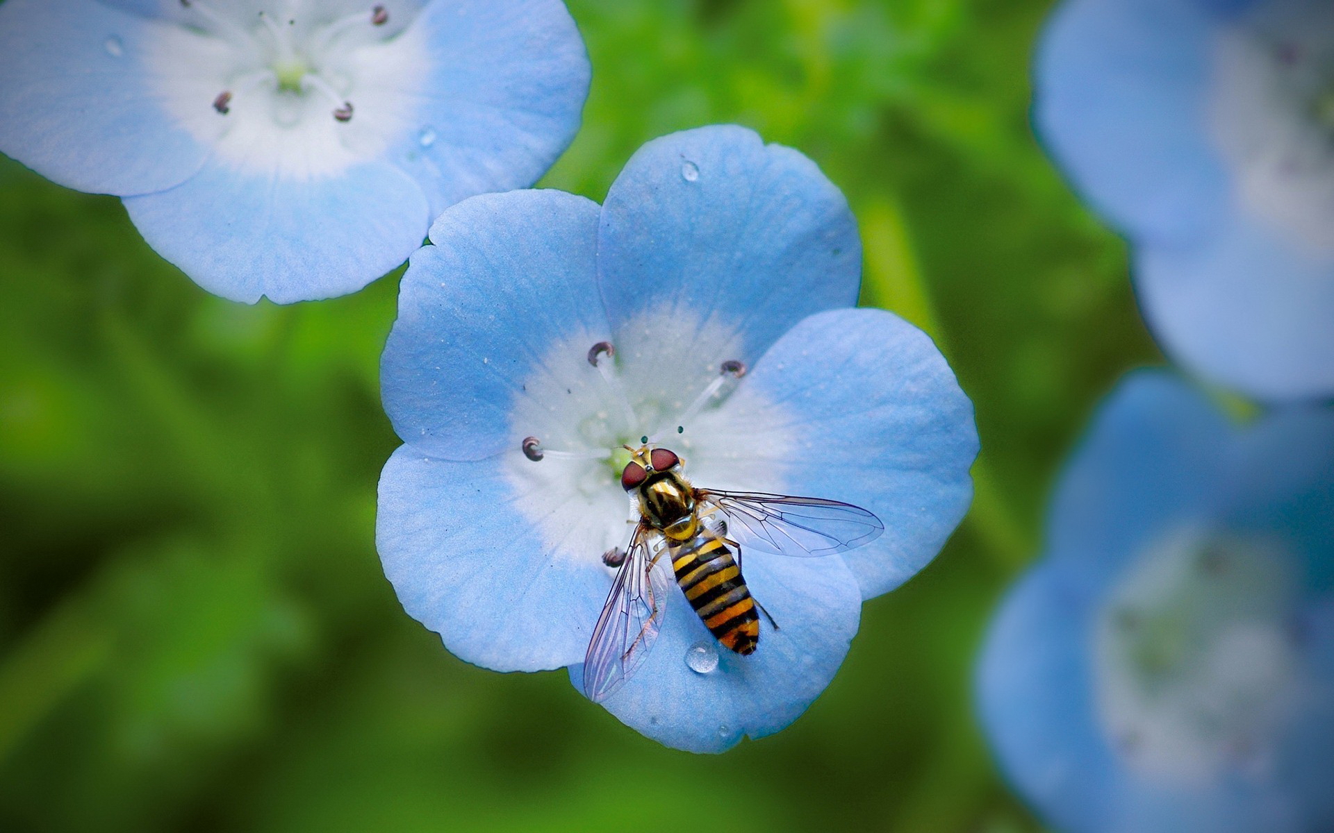 605160 baixar imagens animais, moscas das flores - papéis de parede e protetores de tela gratuitamente