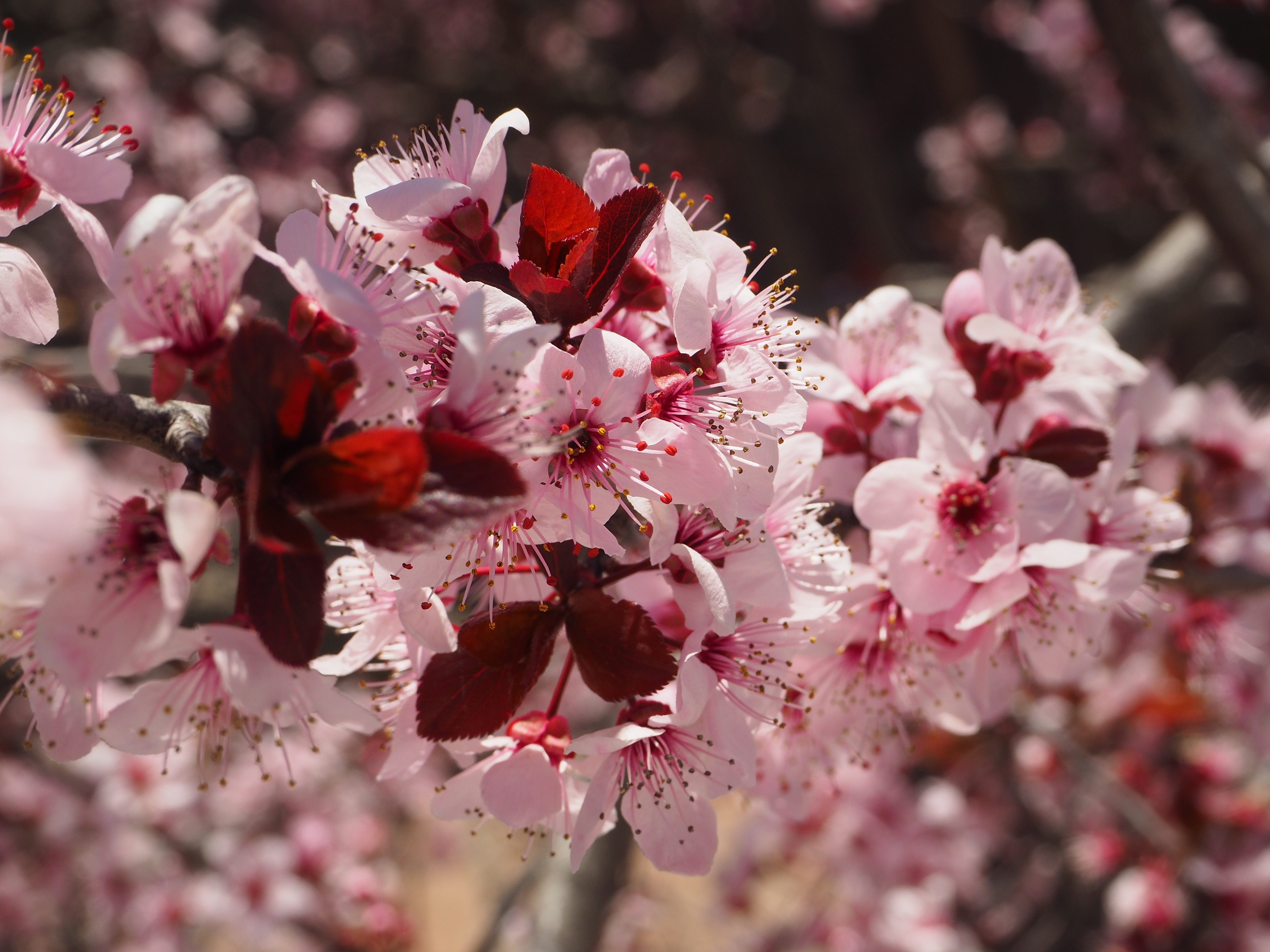 無料モバイル壁紙自然, フラワーズ, 花, 大きい, ブランチ, 地球, 春, ピンクの花をダウンロードします。