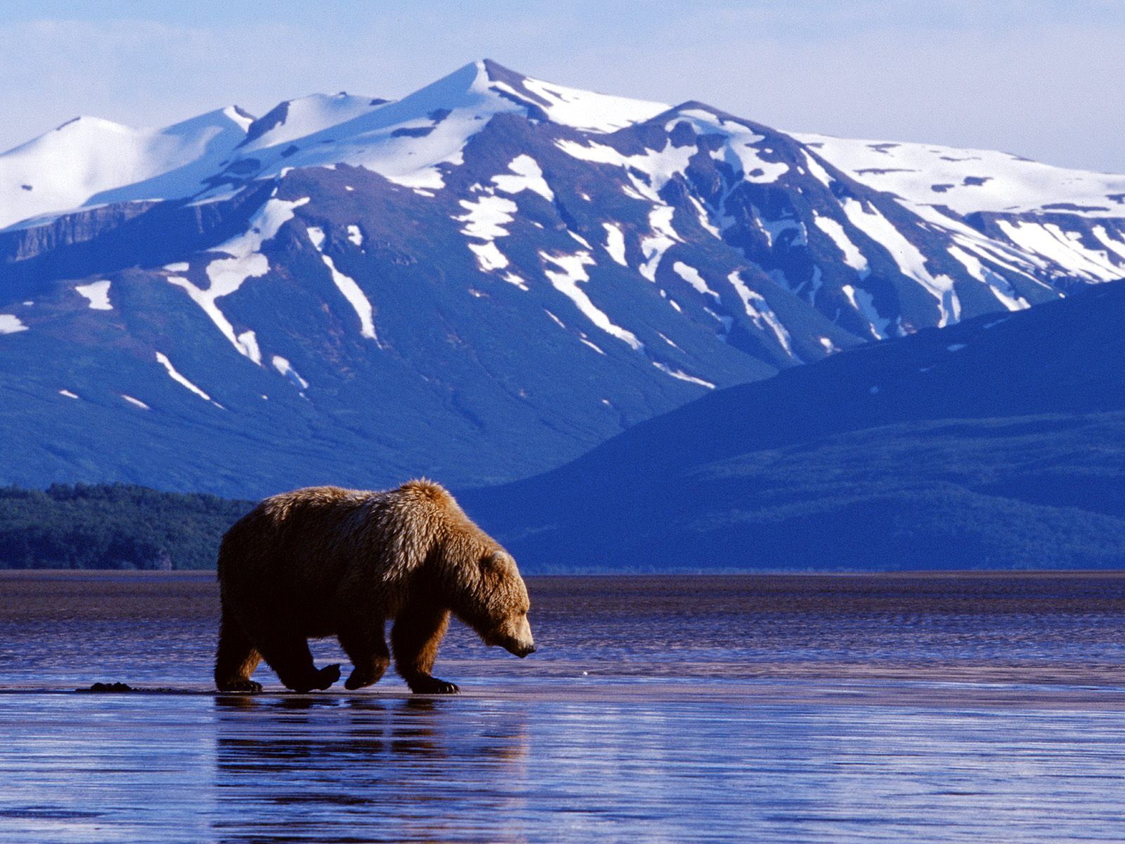 158966 descargar fondo de pantalla oso pardo, animales, grizzly, alaska, parque nacional denali, osos: protectores de pantalla e imágenes gratis