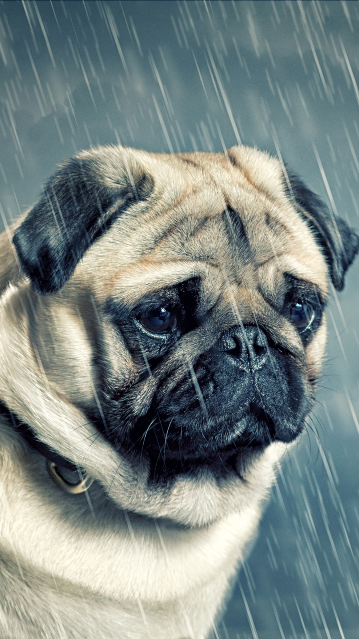 Handy-Wallpaper Tiere, Hunde, Regen, Hund, Mops kostenlos herunterladen.