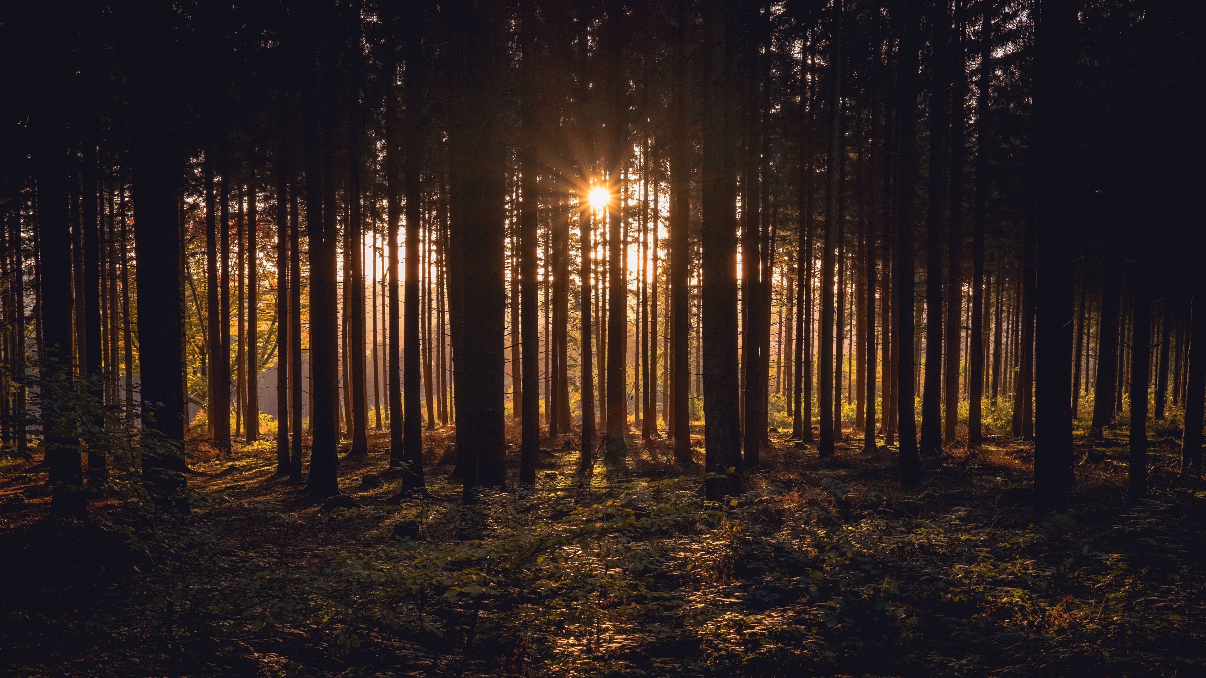 Baixar papel de parede para celular de Floresta, Luz Solar, Terra/natureza gratuito.