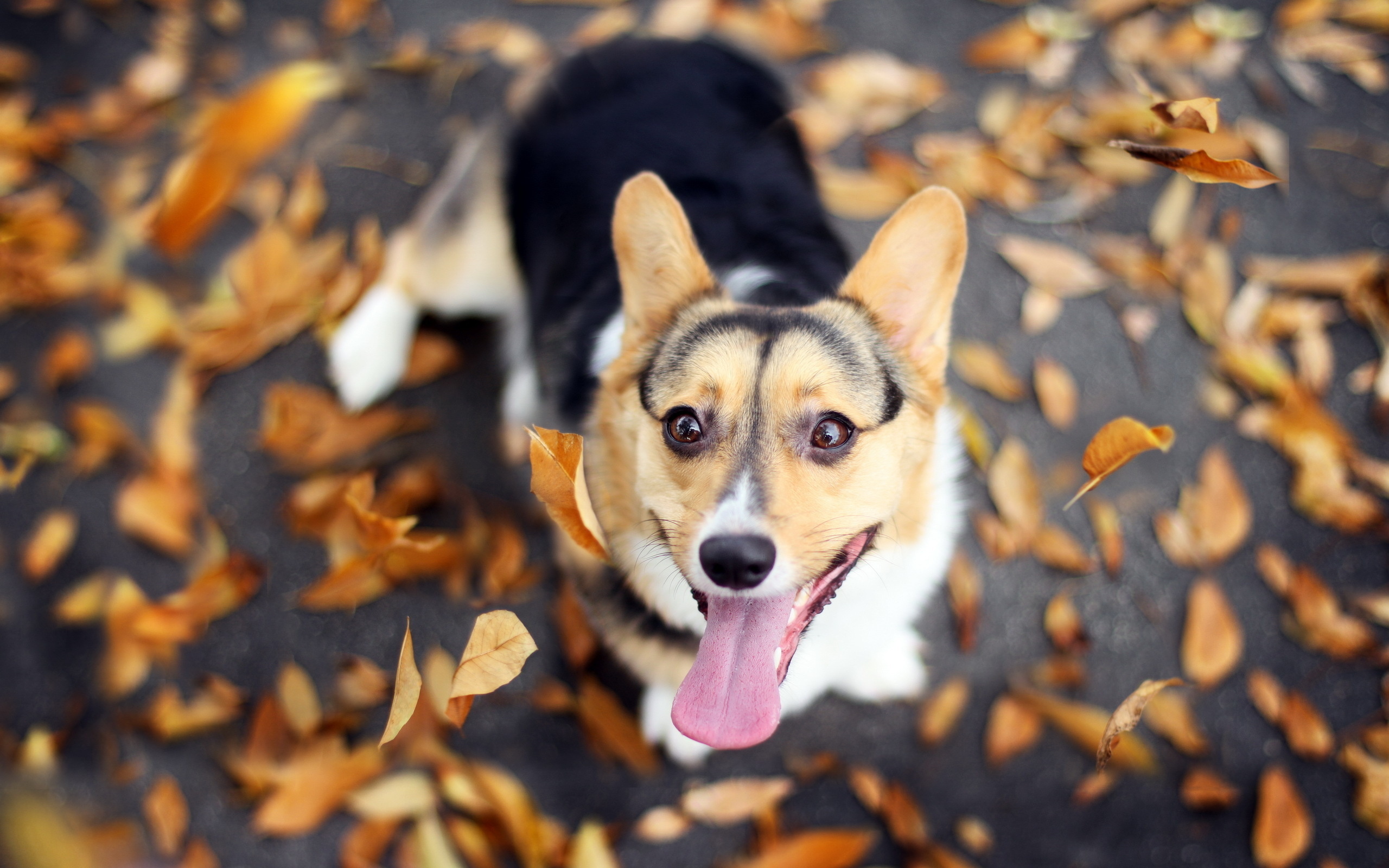 無料モバイル壁紙動物, 犬をダウンロードします。