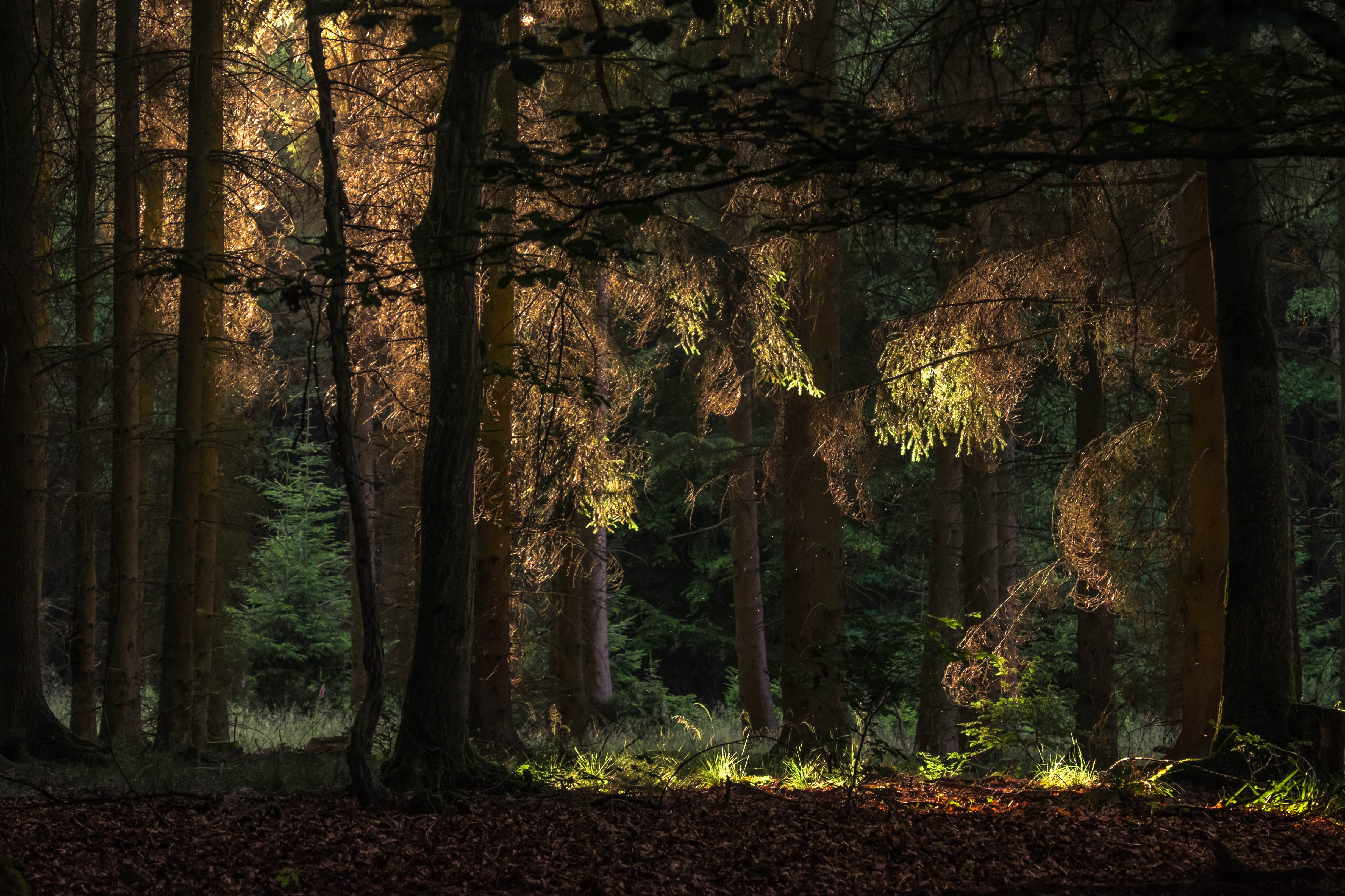 Téléchargez gratuitement l'image Forêt, Arbre, La Nature, Terre/nature sur le bureau de votre PC