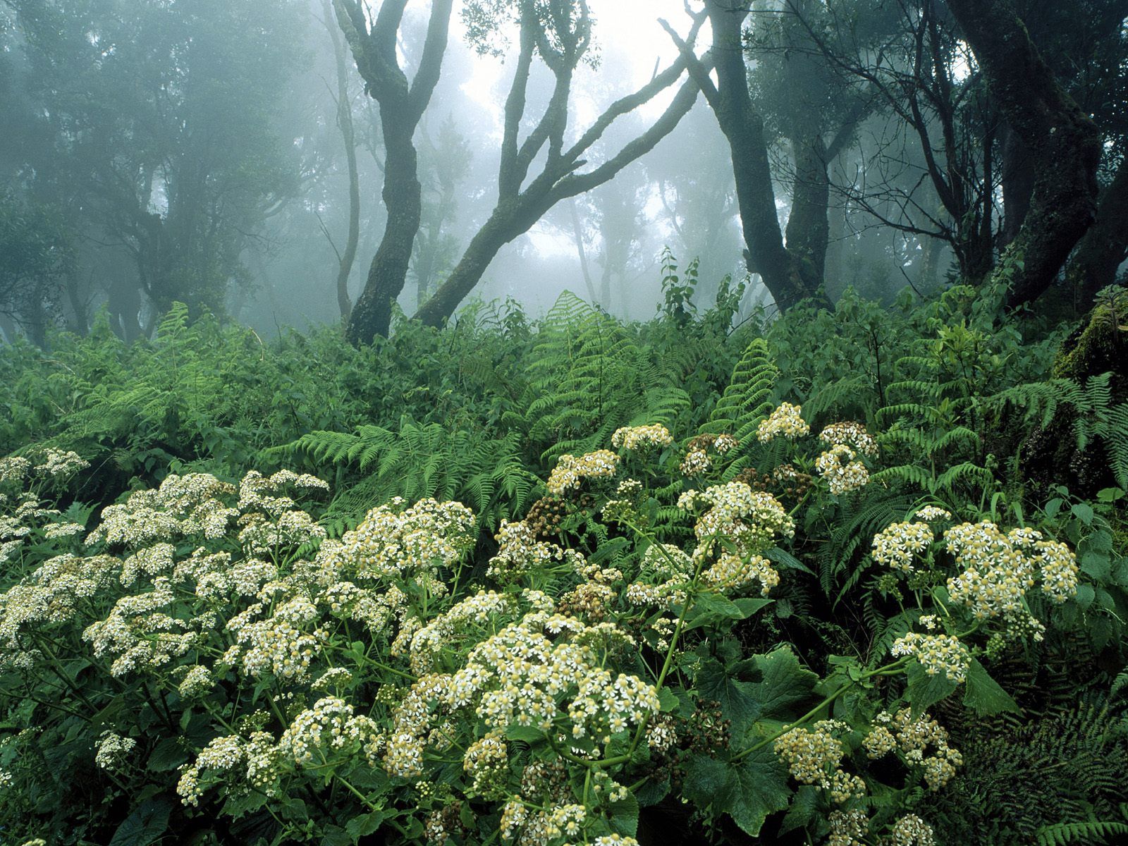Téléchargez gratuitement l'image Nature, Forêt, Arbres, Fleurs, Végétation, Espagne sur le bureau de votre PC
