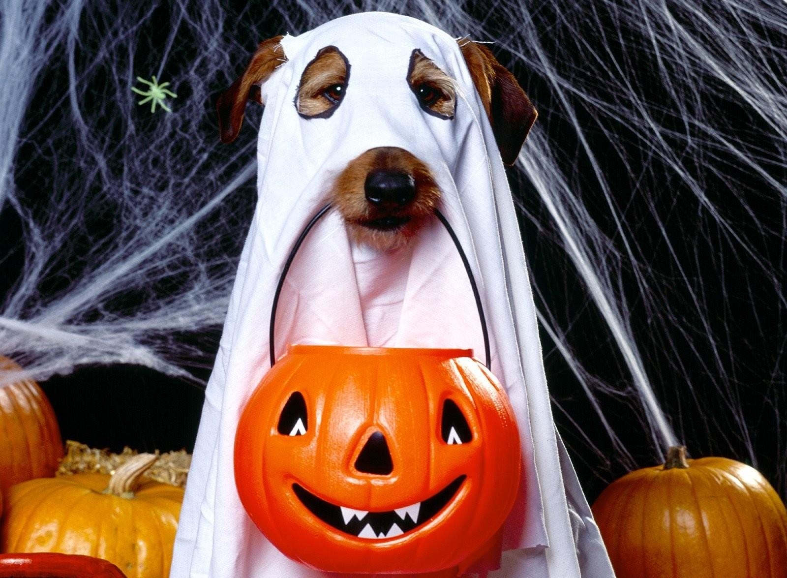 halloween, jack's lantern, holidays, web, dog, holiday, bringing, reduction HD wallpaper
