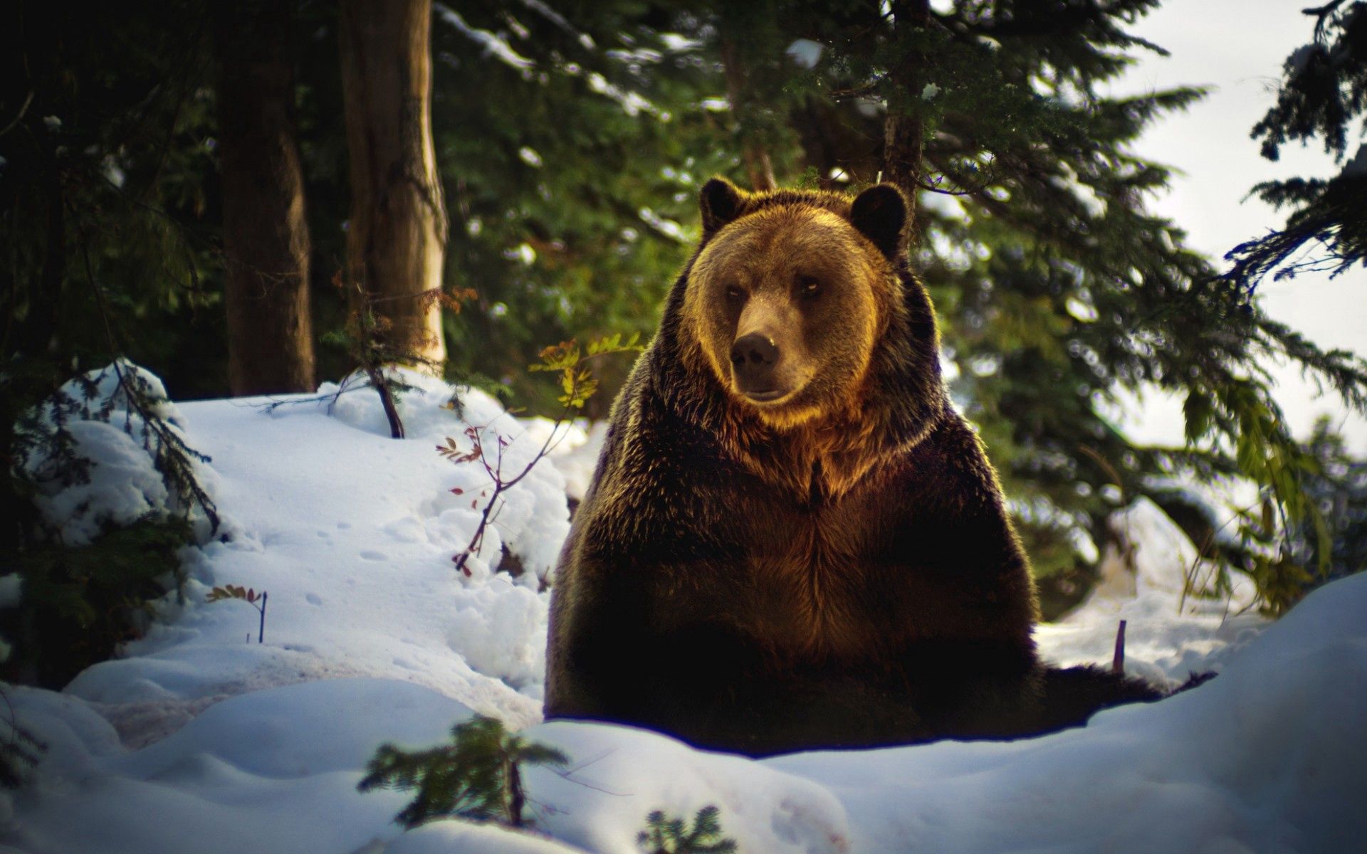 Скачать картинку Снег, Животные, Лес, Медведь в телефон бесплатно.