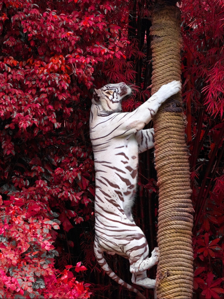 Baixar papel de parede para celular de Animais, Gatos, Tigre Branco gratuito.