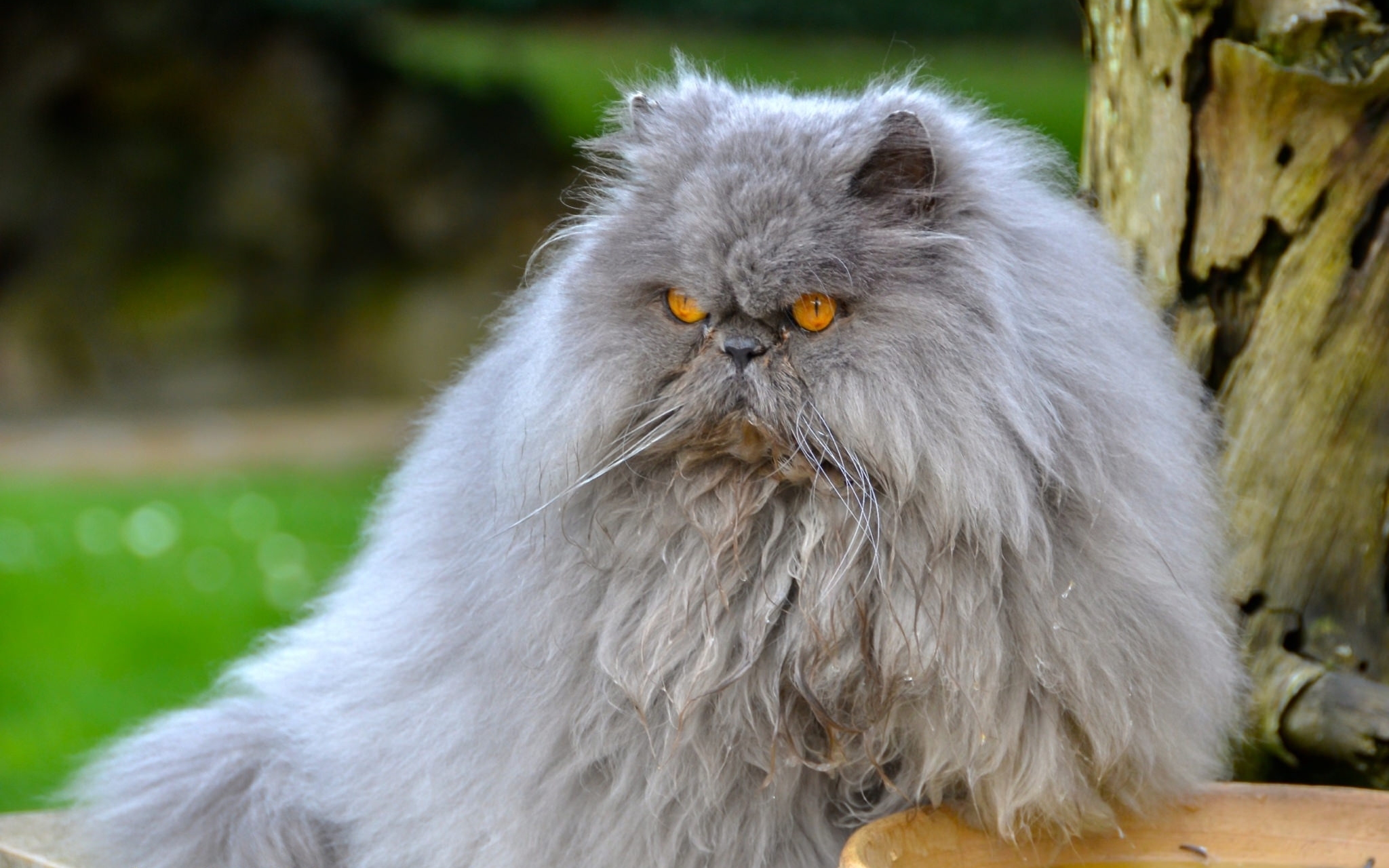 79291 скачать картинку персидский кот, пушистый, животные, кот, сердитый - обои и заставки бесплатно