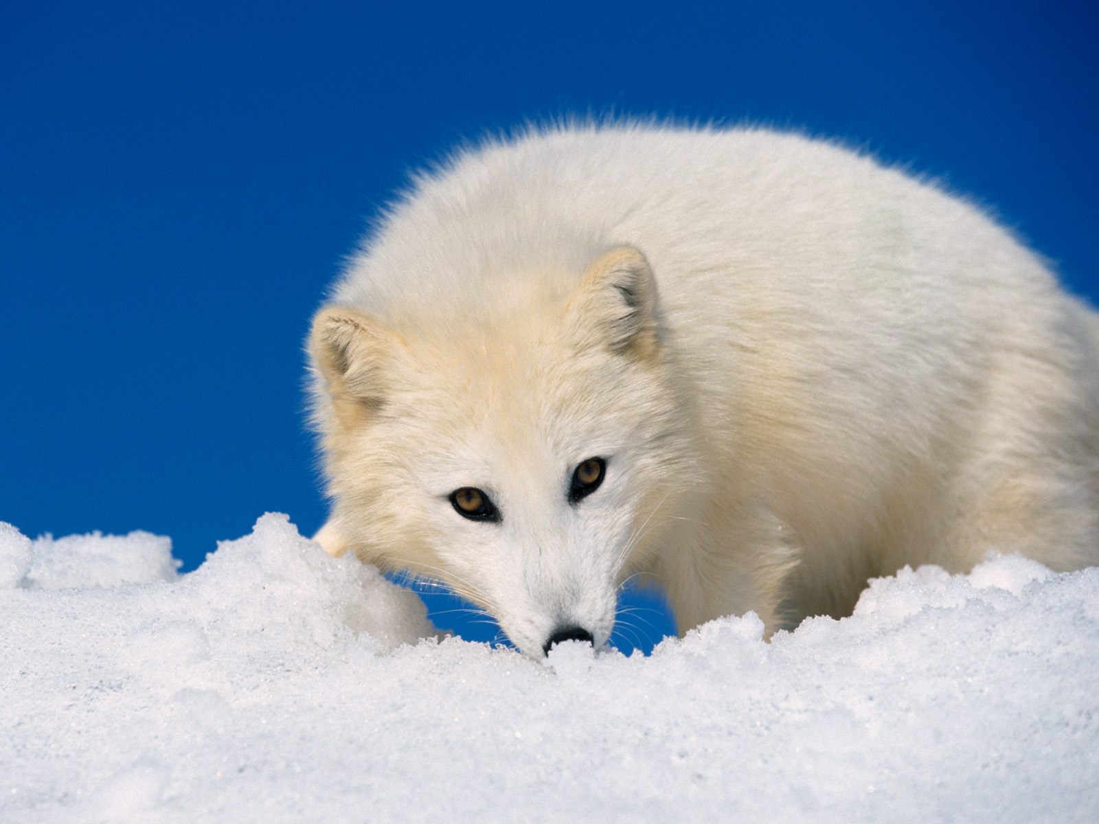 1457503 baixar papel de parede animais, raposa do ártico - protetores de tela e imagens gratuitamente
