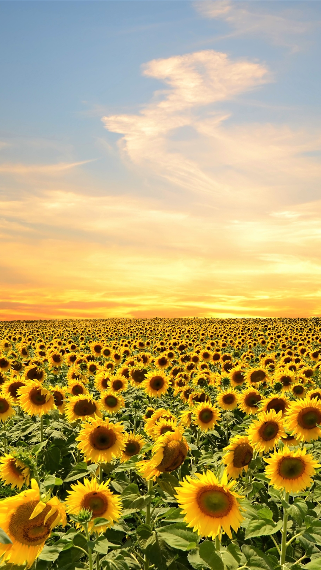 Download mobile wallpaper Flowers, Sky, Summer, Flower, Earth, Field, Sunflower, Yellow Flower for free.
