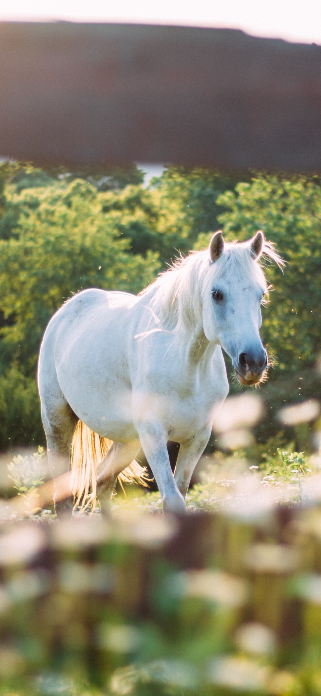 Descarga gratuita de fondo de pantalla para móvil de Animales, Caballo.