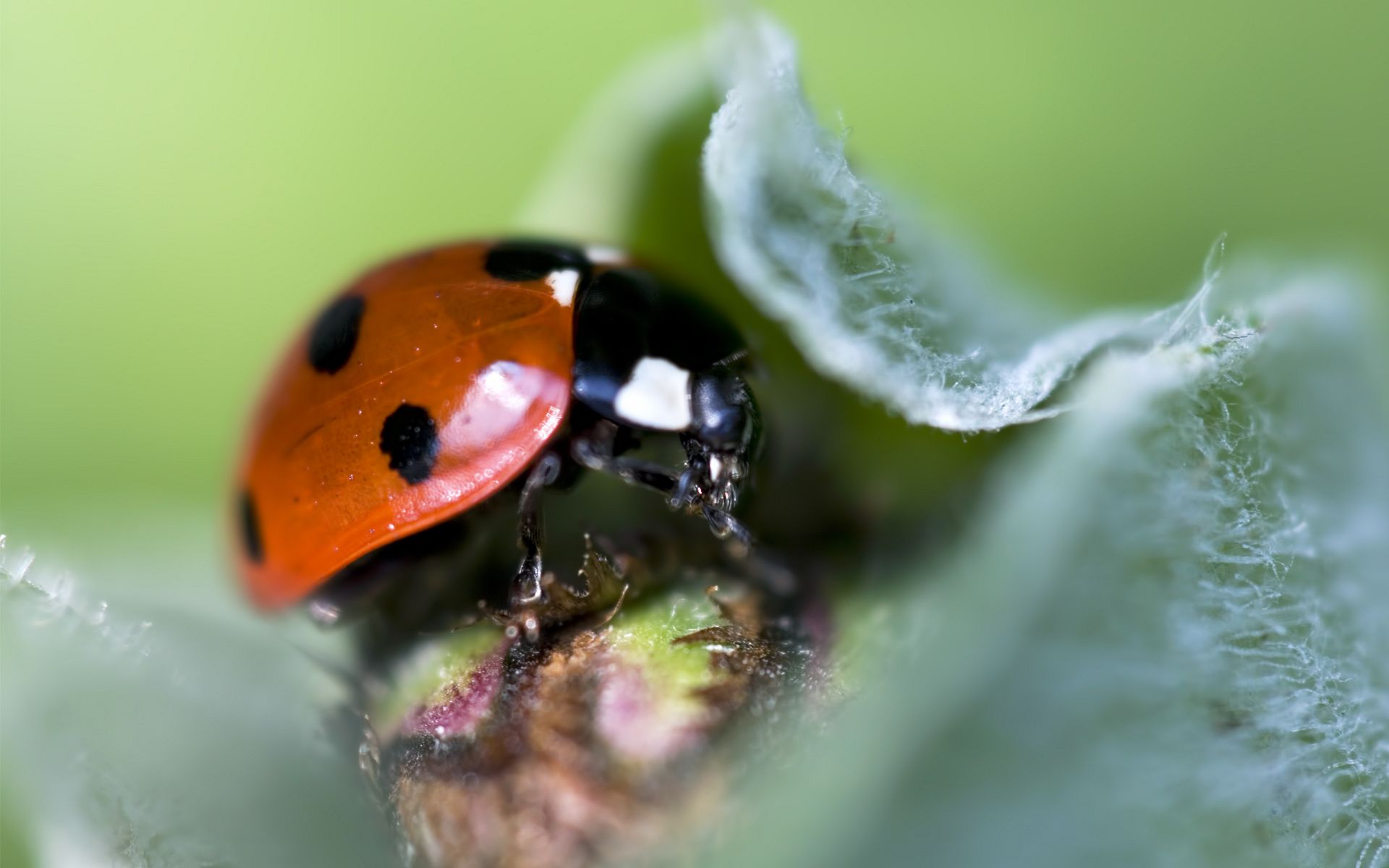 Download mobile wallpaper Animal, Ladybug for free.