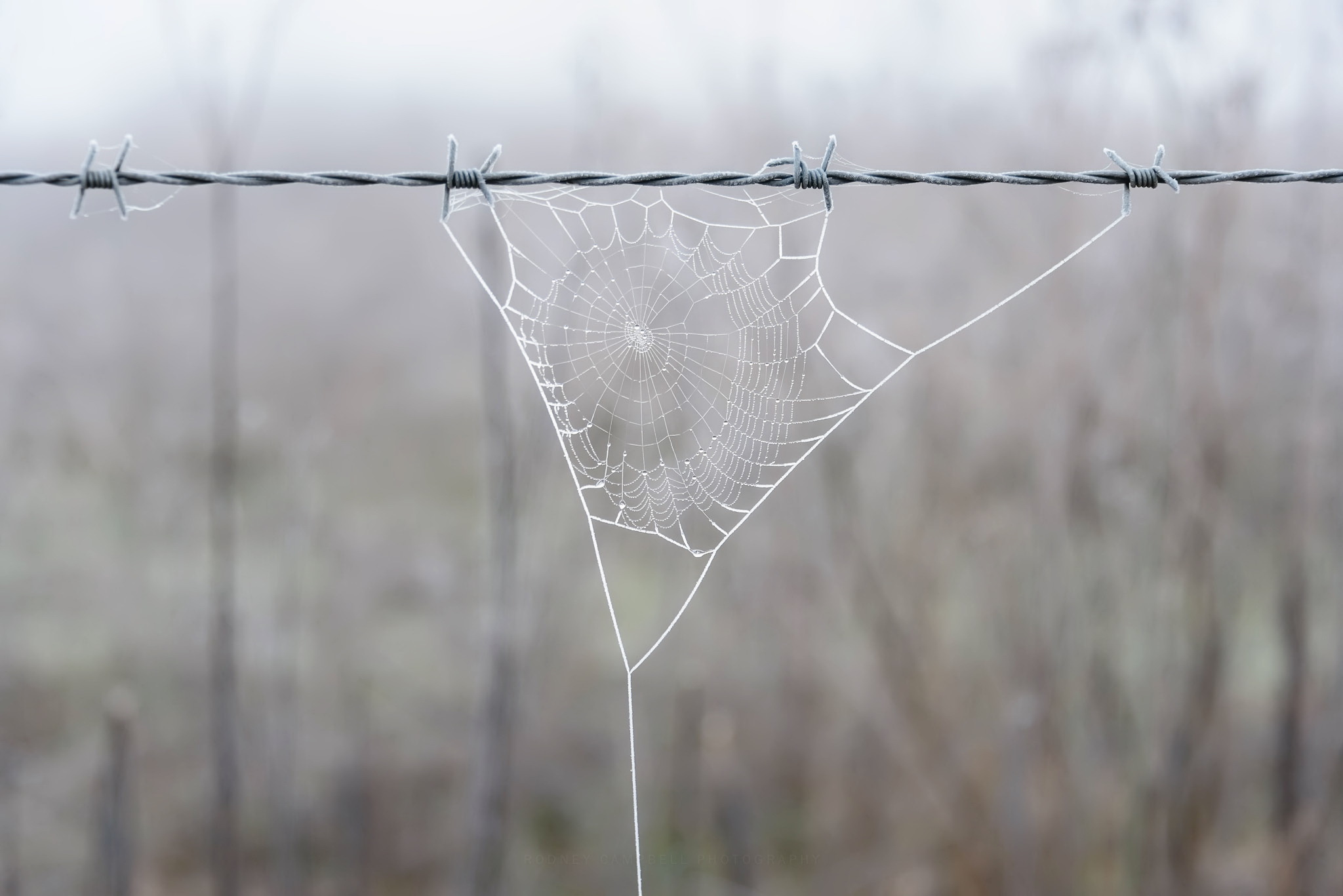photography, spider web, barb wire, blur