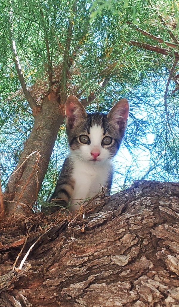 Descarga gratuita de fondo de pantalla para móvil de Animales, Gatos, Gato, Gatito.