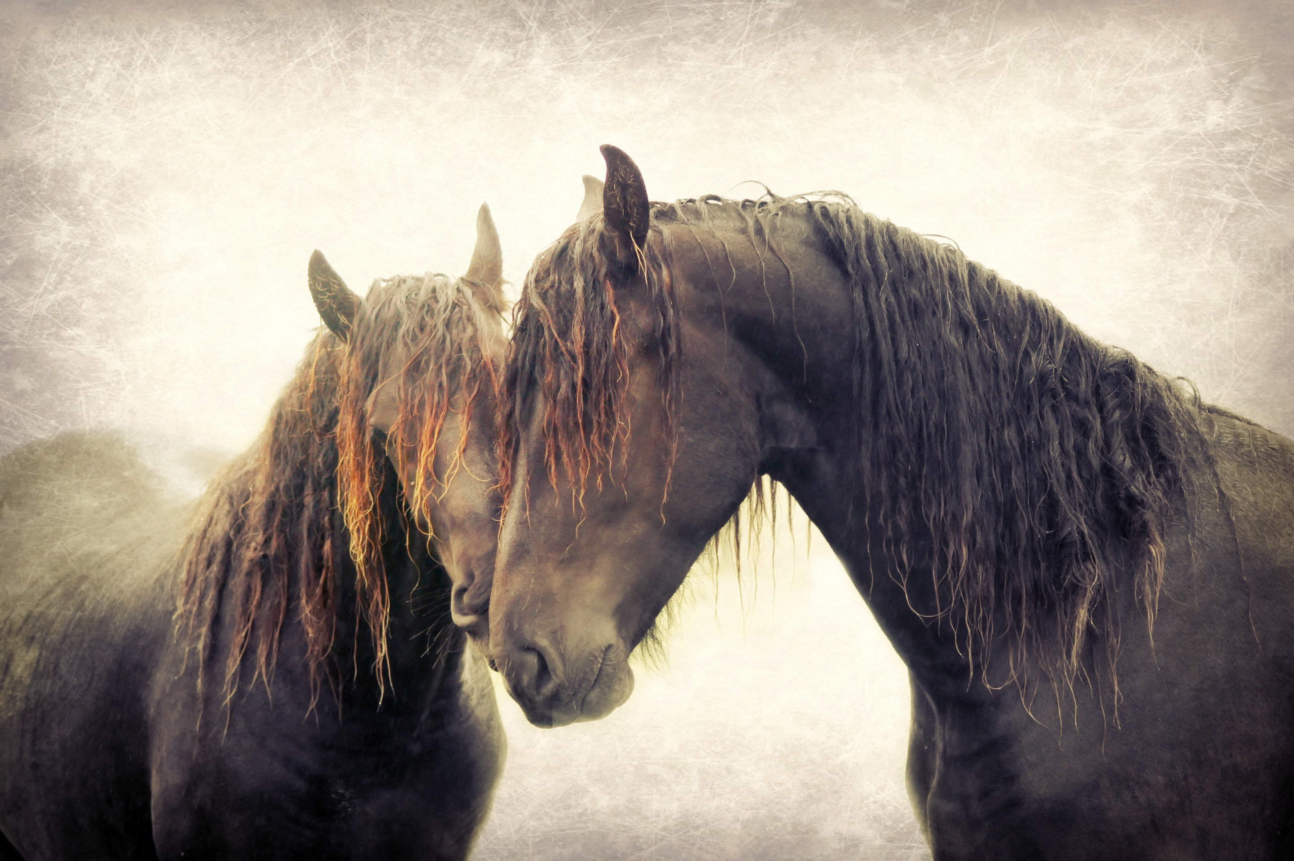 Download mobile wallpaper Love, Animal, Horse for free.