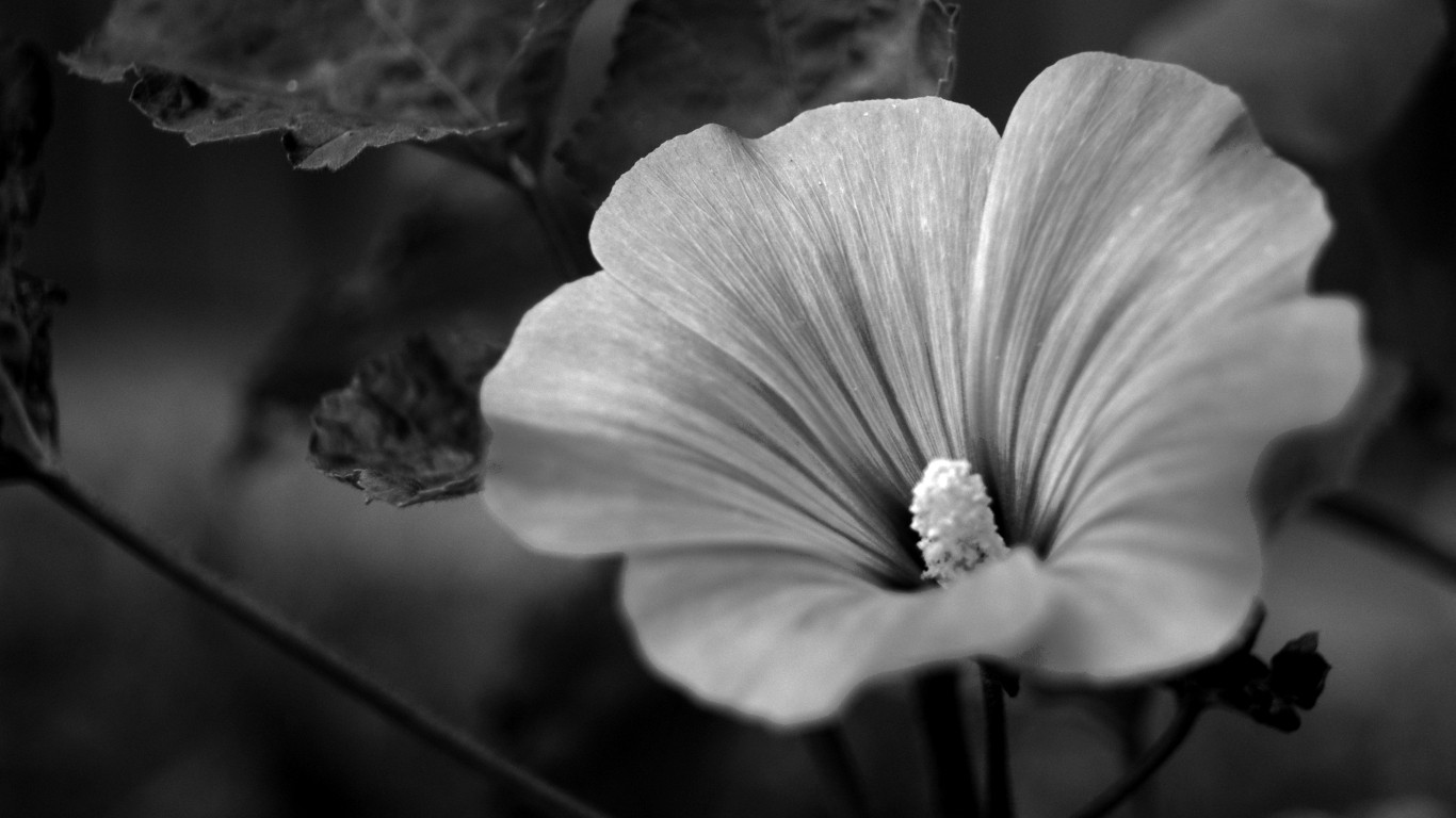 Descarga gratuita de fondo de pantalla para móvil de Flores, Flor, Tierra/naturaleza.