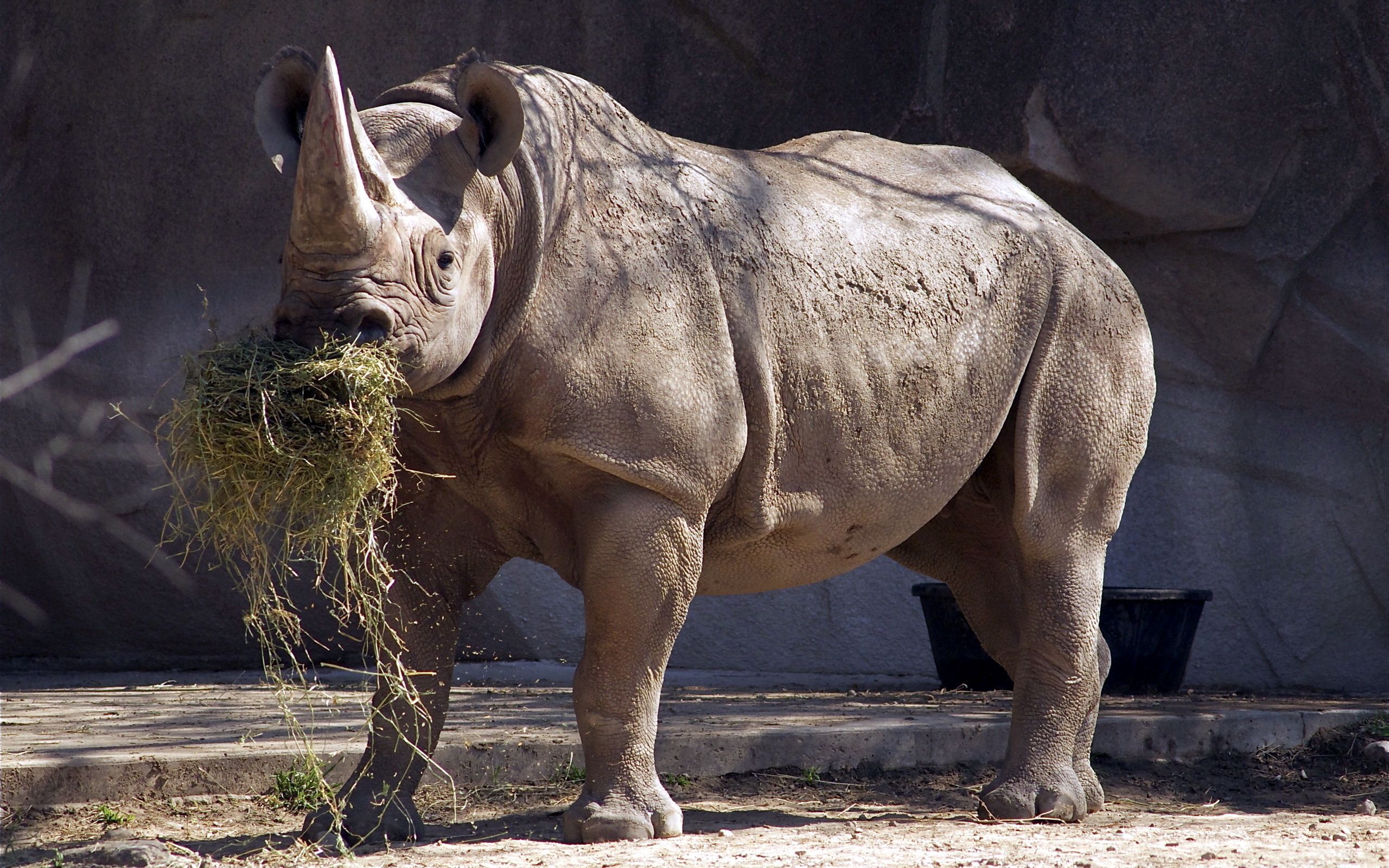 64336 télécharger l'image rhinocéros, animaux, herbe, grande, grand, réserve, réserver - fonds d'écran et économiseurs d'écran gratuits