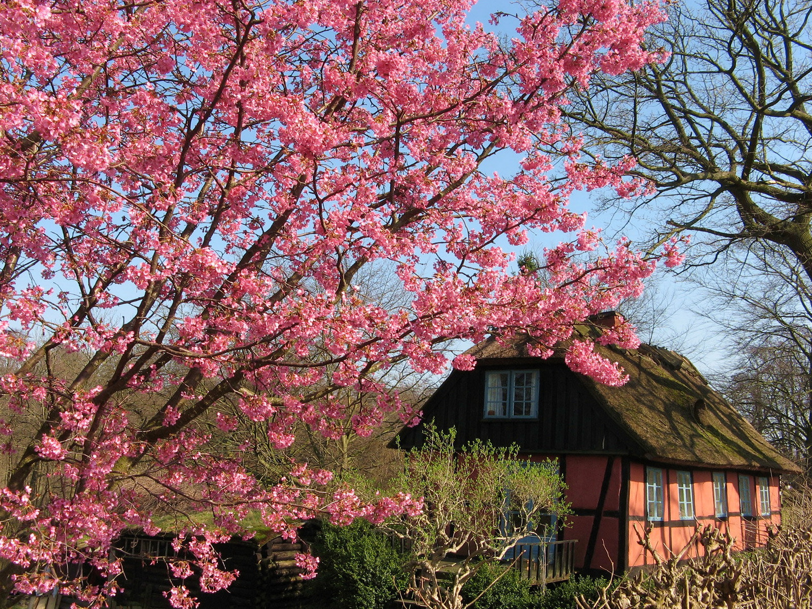 Скачать картинку Дерево, Дом, Земля, Весна, Цветущие, Сделано Человеком, Розовый Цветок в телефон бесплатно.