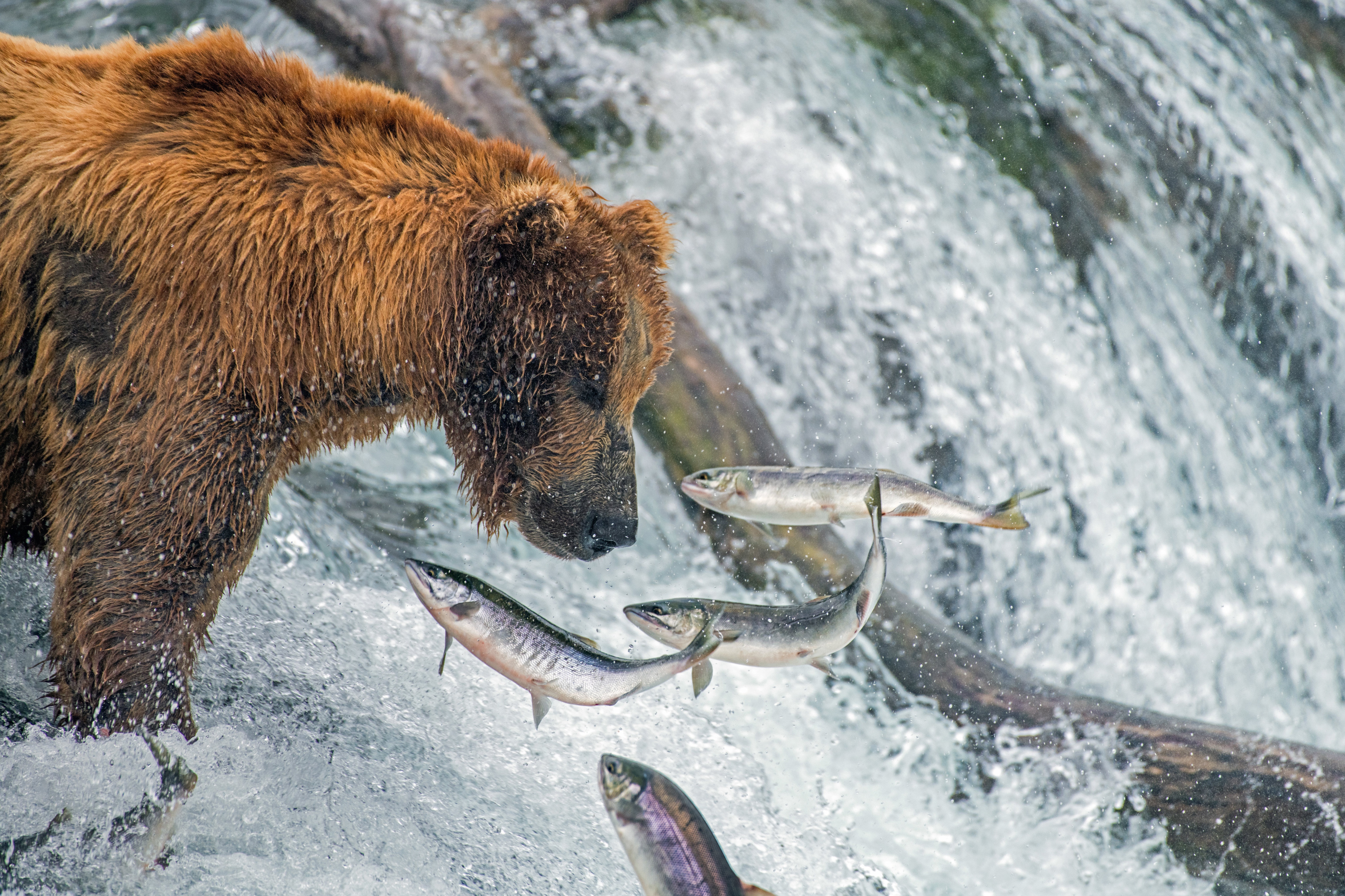 505356 Hintergrundbild herunterladen tiere, grizzlybär, grizzly, bären - Bildschirmschoner und Bilder kostenlos