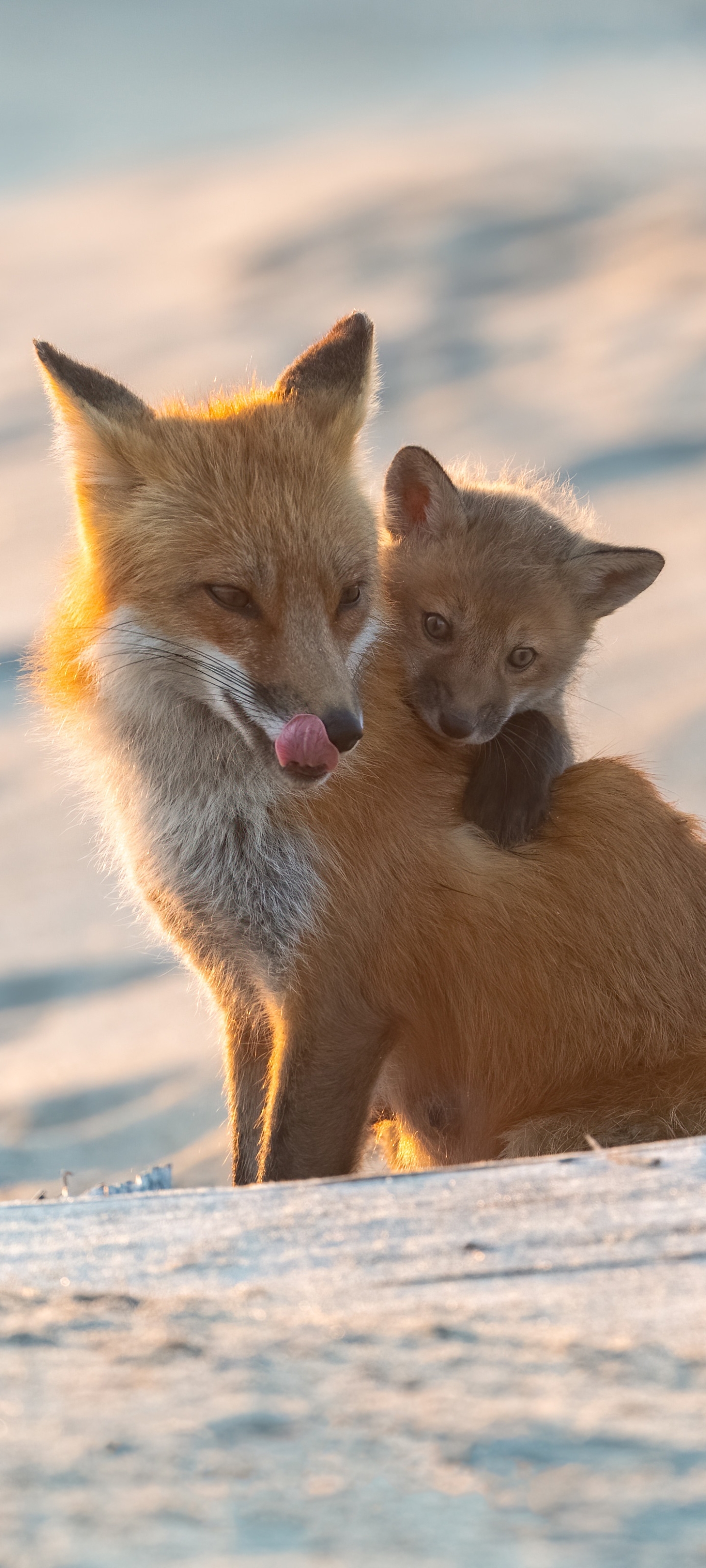 Download mobile wallpaper Fox, Animal, Baby Animal for free.