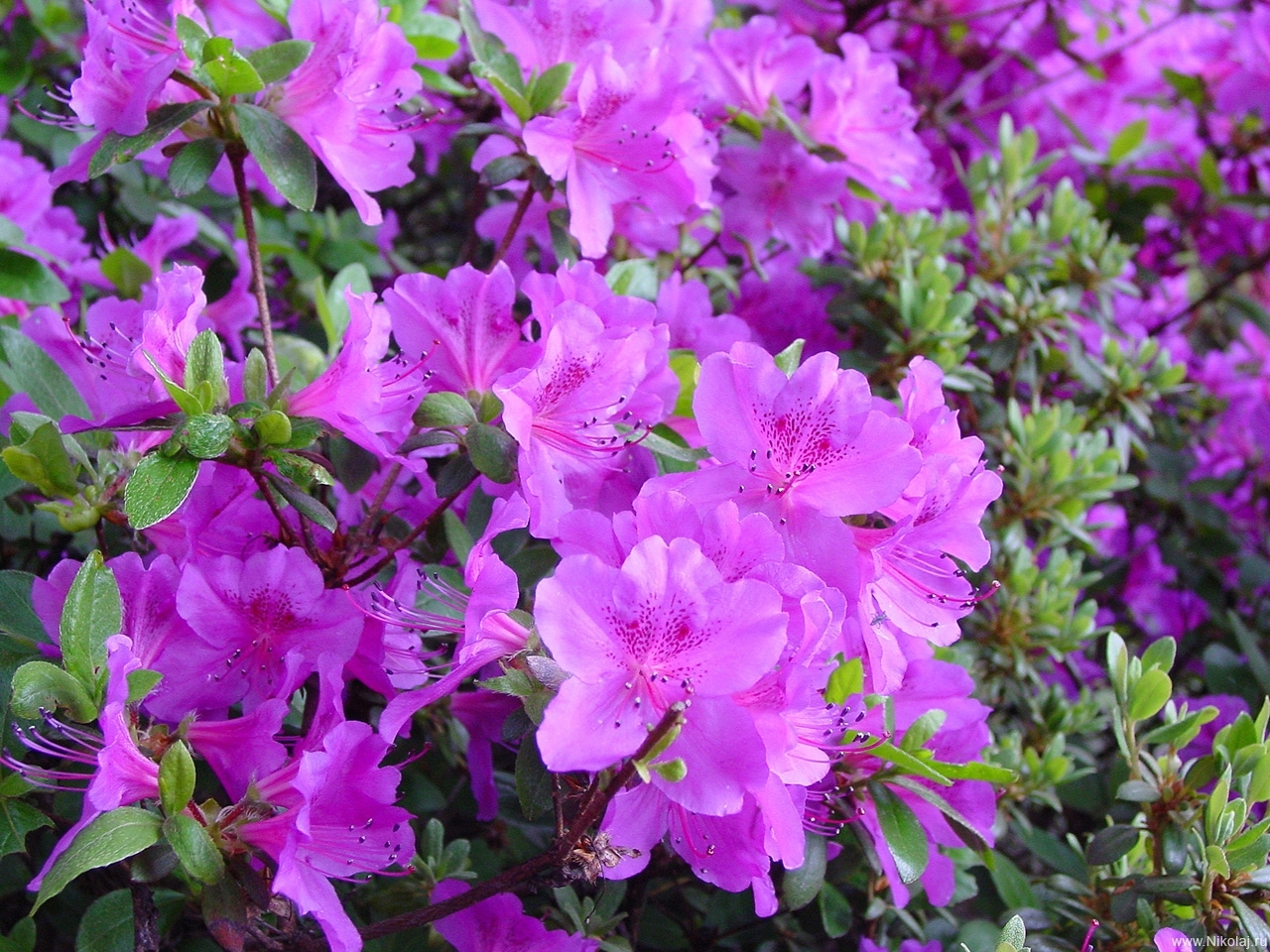 flowers, violet, plants cellphone