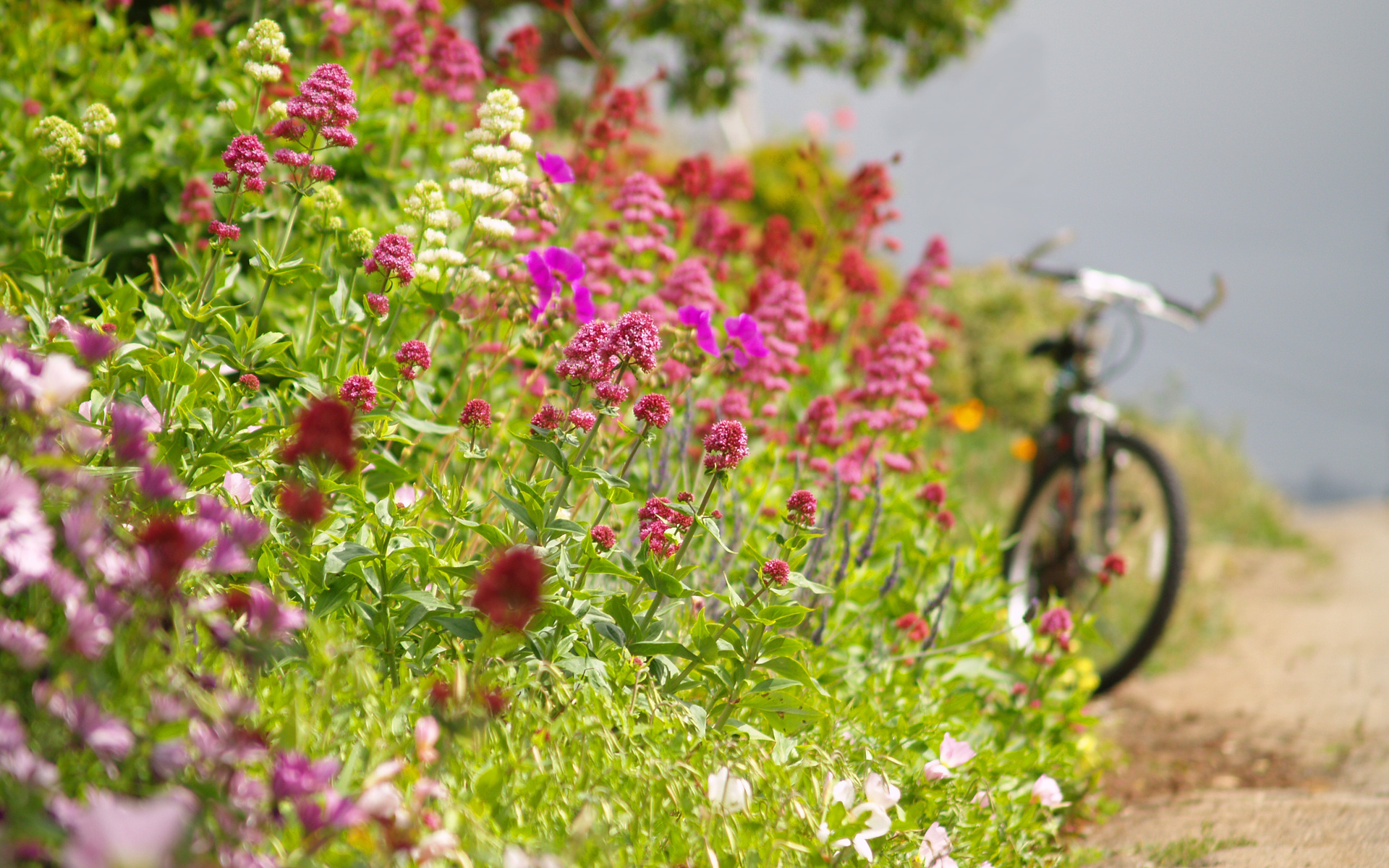 Download mobile wallpaper Bicycle, Flowers, Flower, Earth for free.