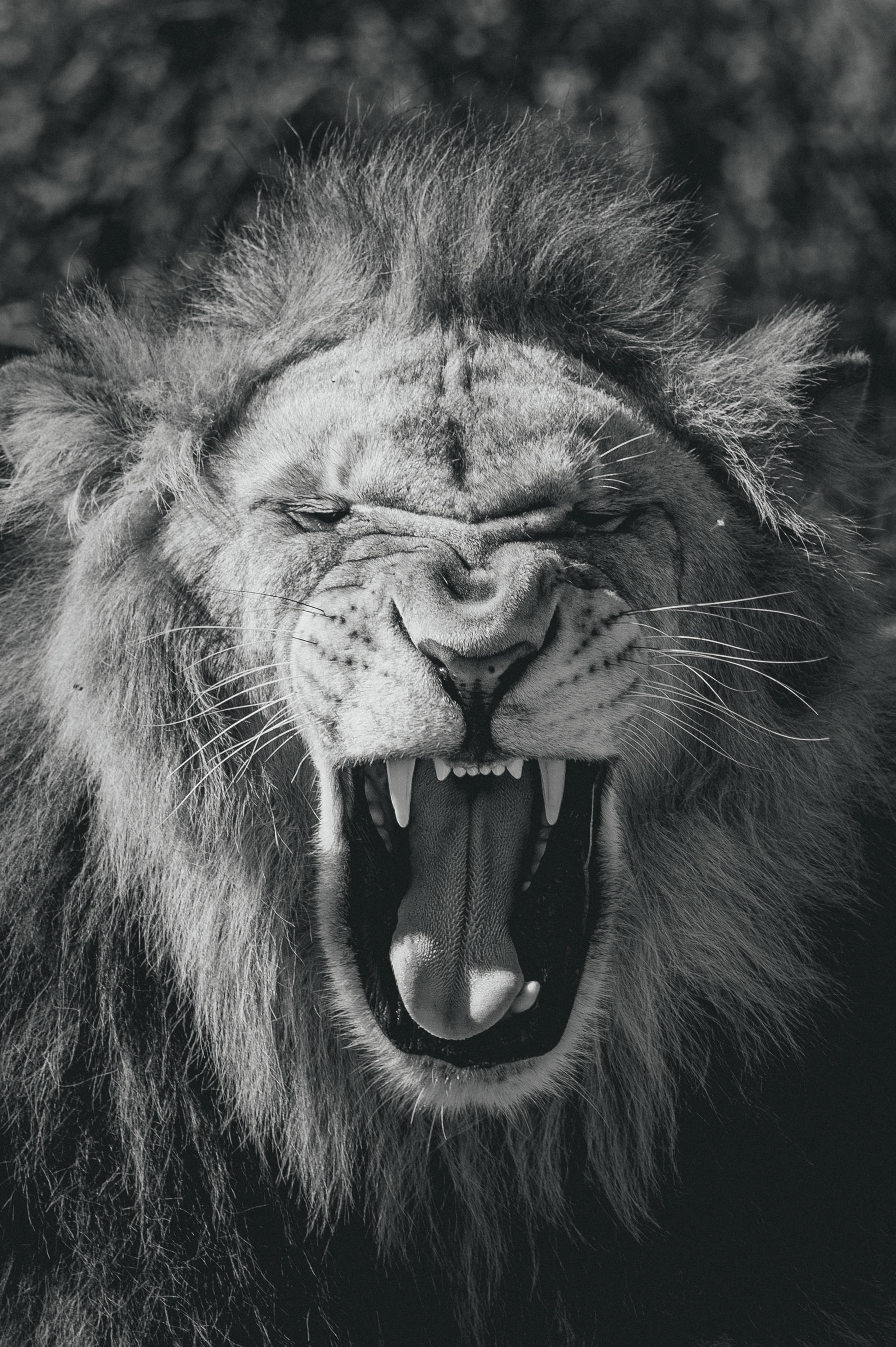 animals, lion, big cat, bw, chb, to fall, mouth, king of beasts, king of the beasts