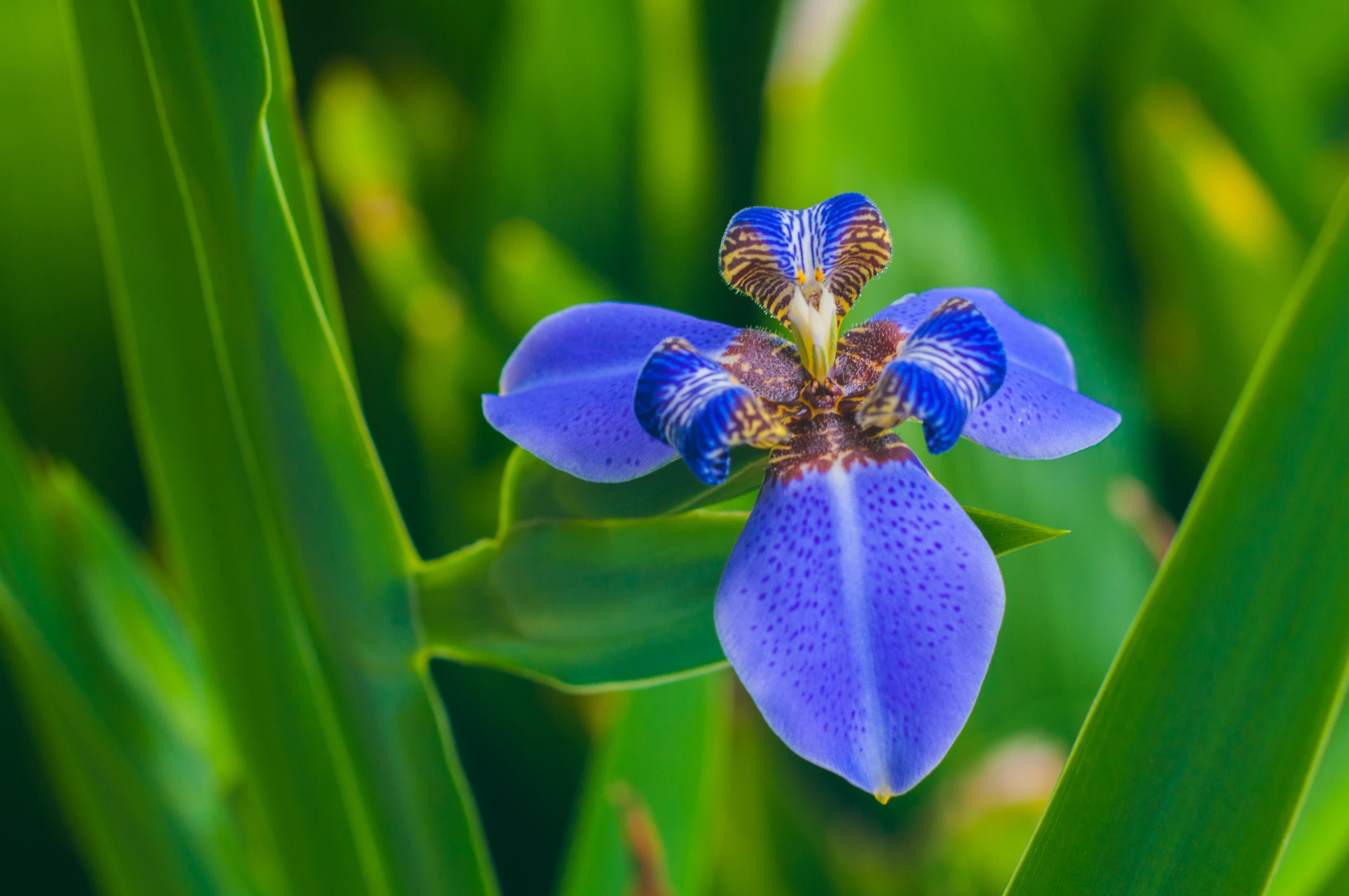 Laden Sie das Iris, Blütenblätter, Blume, Blumen-Bild kostenlos auf Ihren PC-Desktop herunter