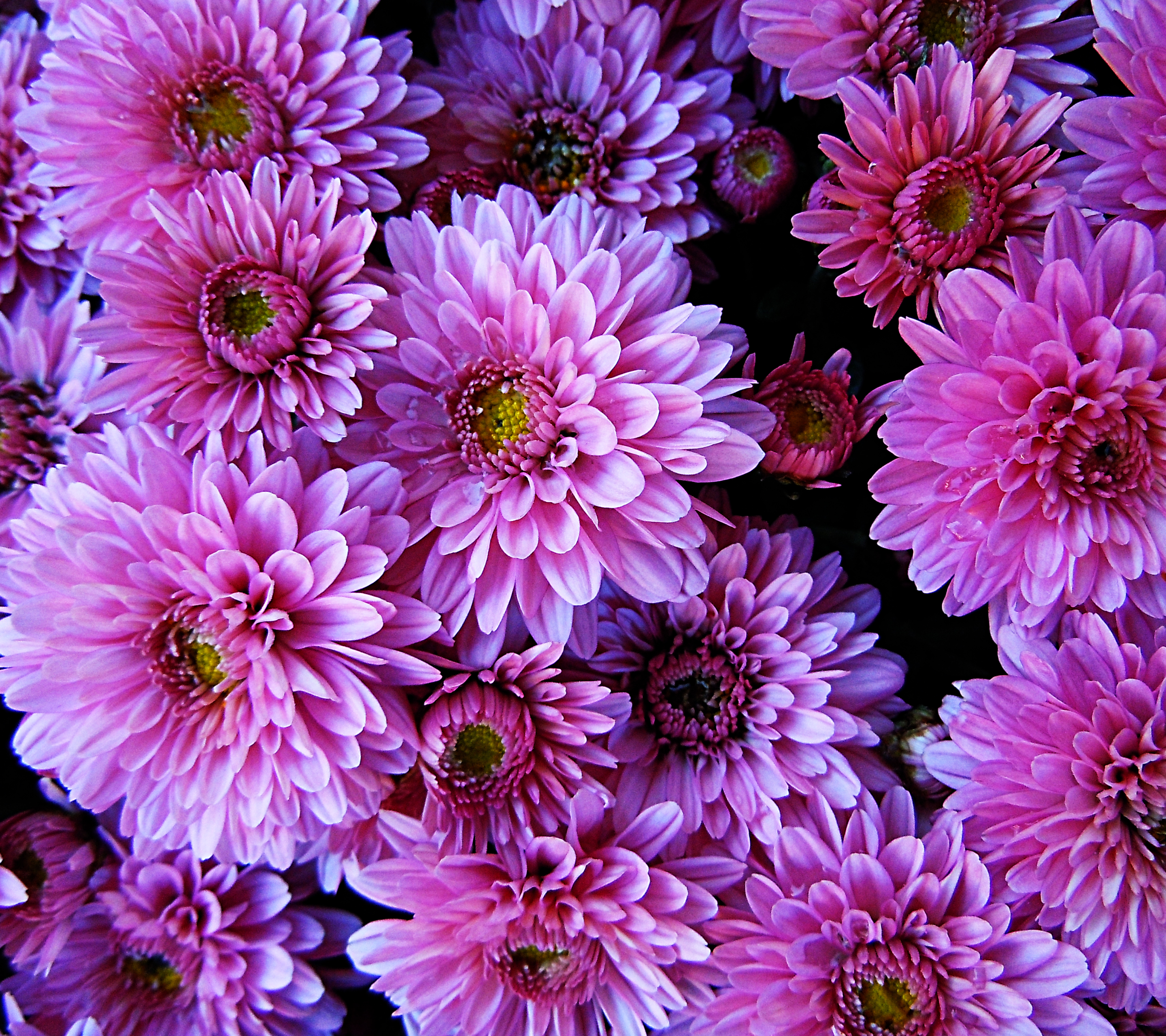 Handy-Wallpaper Blumen, Blume, Dahlien, Erde/natur, Pinke Blume kostenlos herunterladen.