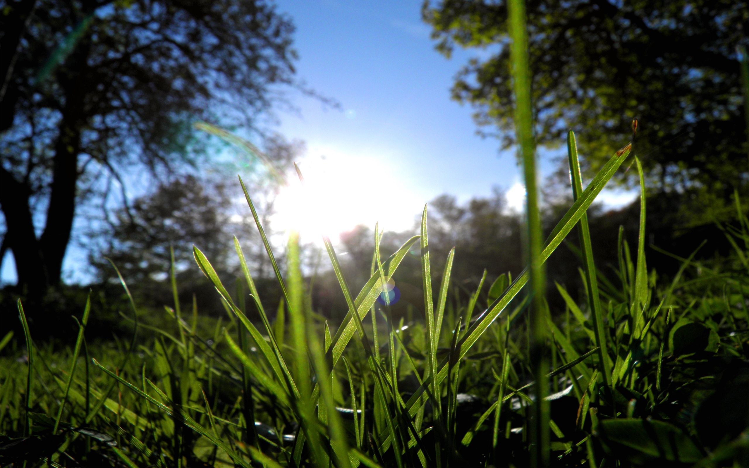 morning, nature, trees, grass, sun, greens Full HD