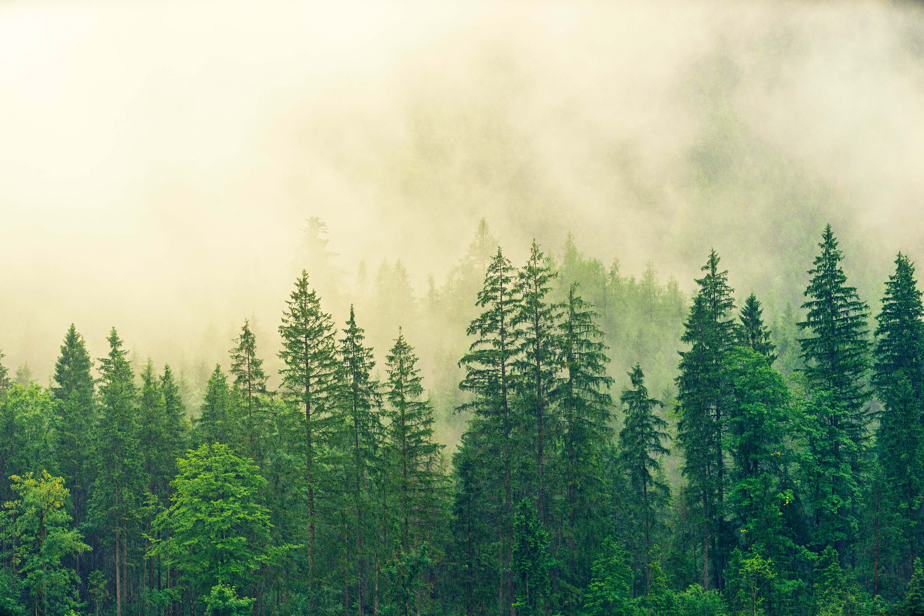 Free download wallpaper Forest, Earth, Greenery on your PC desktop