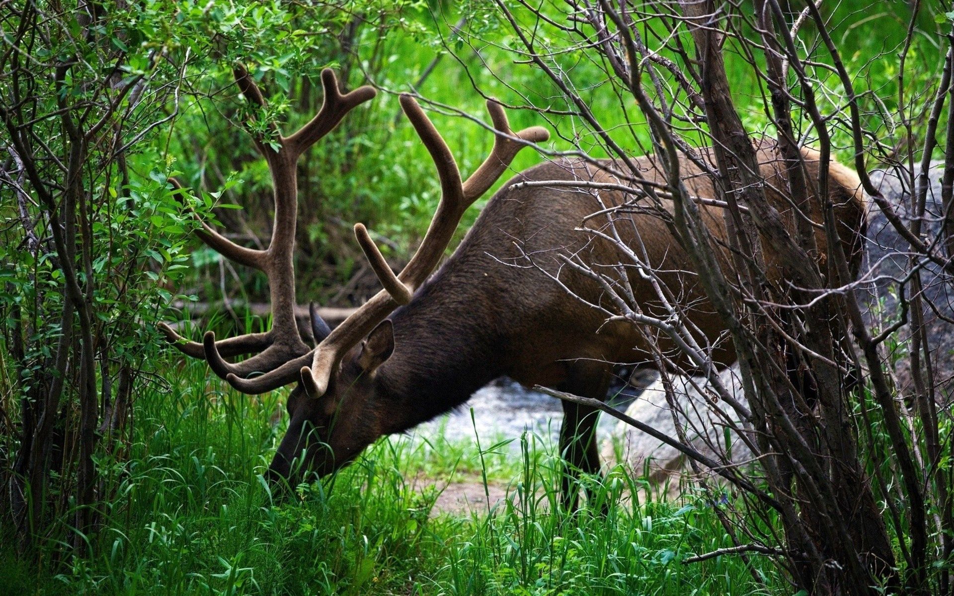 animals, grass, blur, smooth, branches, deer, climb, horns 8K