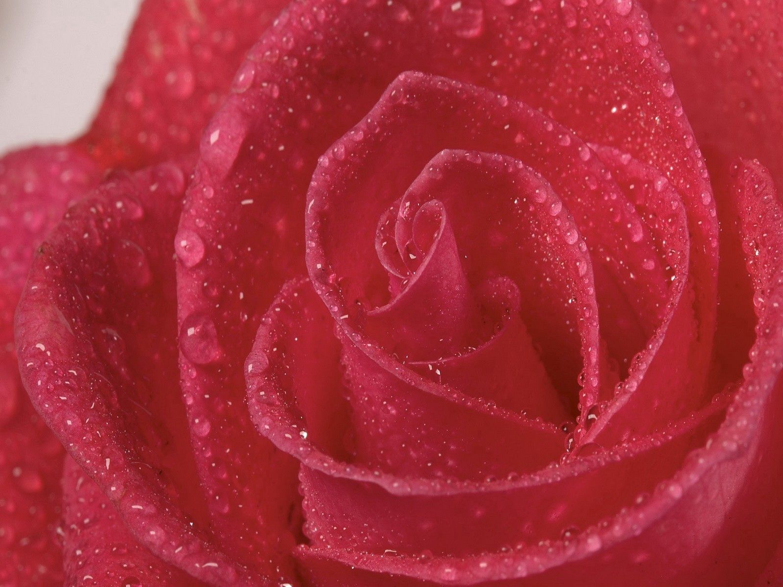 PCデスクトップに明るい, 薔薇, 滴, 大きい, マクロ, 花びら, バラの花画像を無料でダウンロード