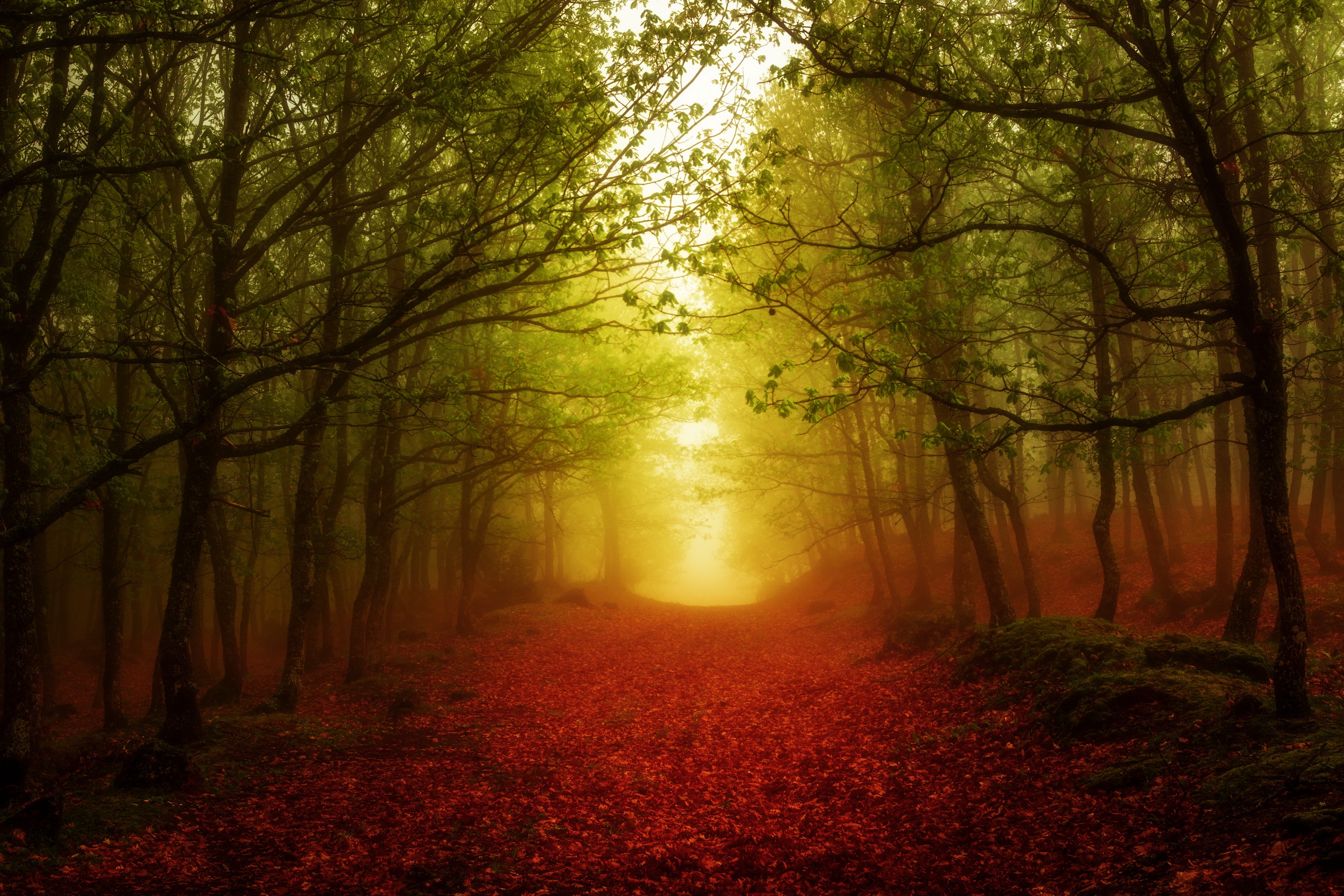 Download mobile wallpaper Nature, Forest, Tree, Fog, Fall, Earth, Path for free.