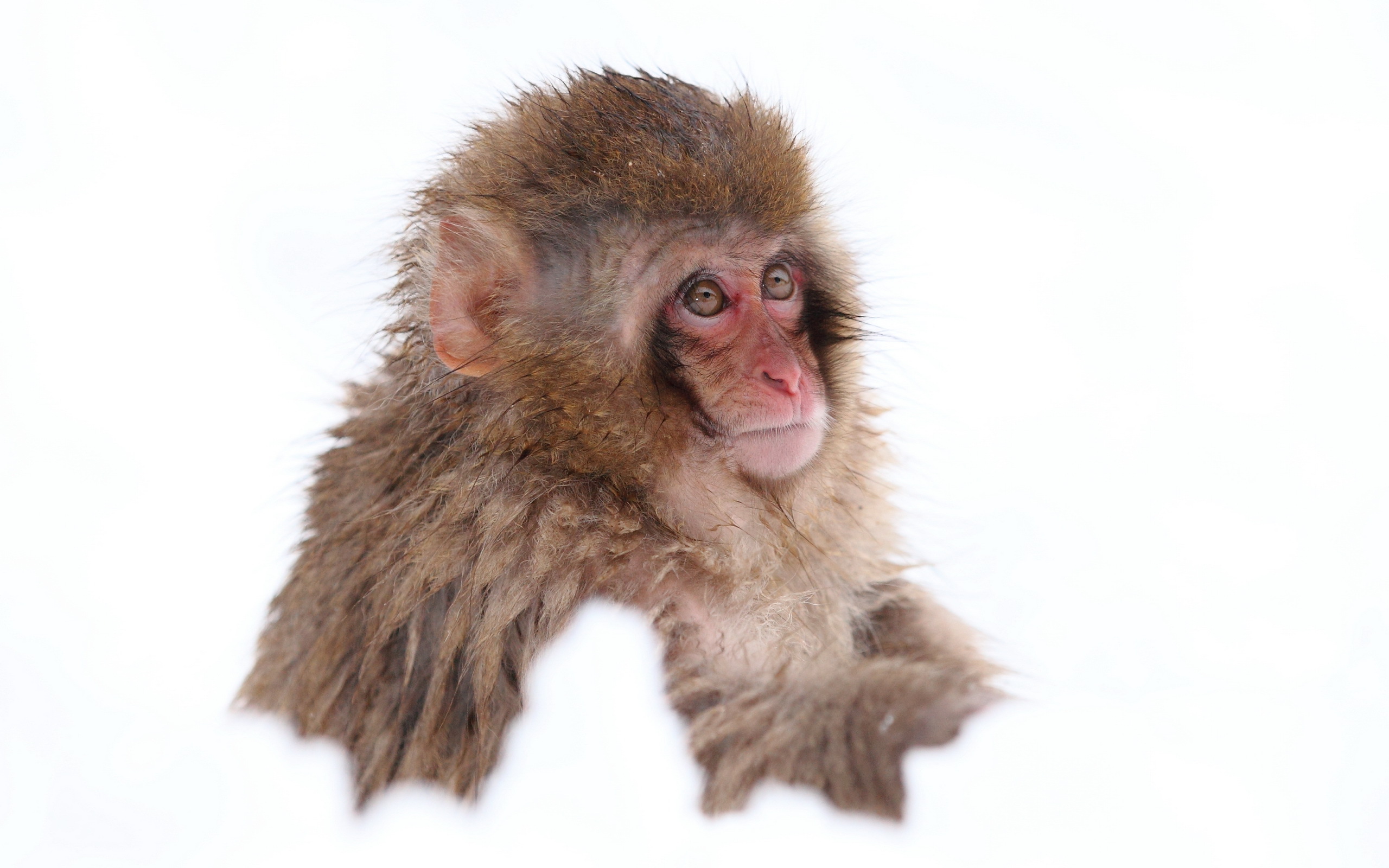 Descarga gratis la imagen Animales, Monos, Macaca Fuscata en el escritorio de tu PC