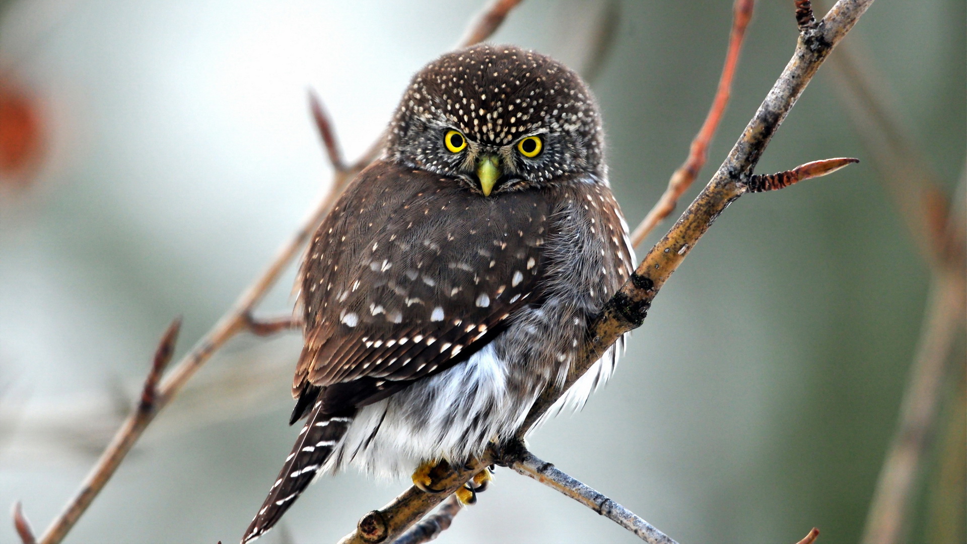 Téléchargez des papiers peints mobile Hibou, Des Oiseaux, Animaux gratuitement.