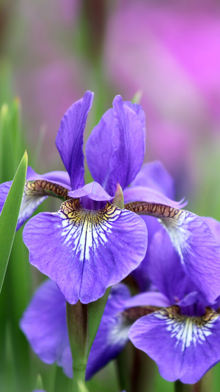 Téléchargez des papiers peints mobile Fleurs, Iris, Fleur, Terre/nature gratuitement.