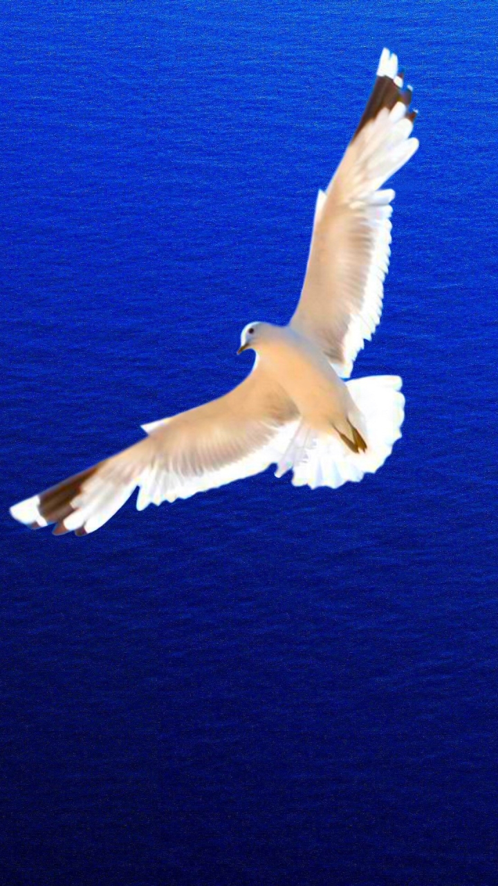 Download mobile wallpaper Birds, Bird, Animal, Seagull for free.