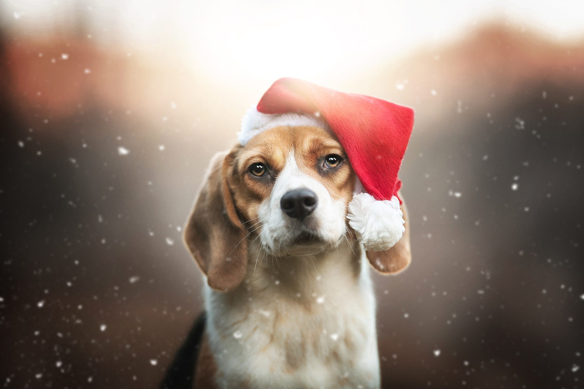 Скачать картинку Животные, Собаки, Собака, Рождество, Бигль, Шляпа Санты в телефон бесплатно.