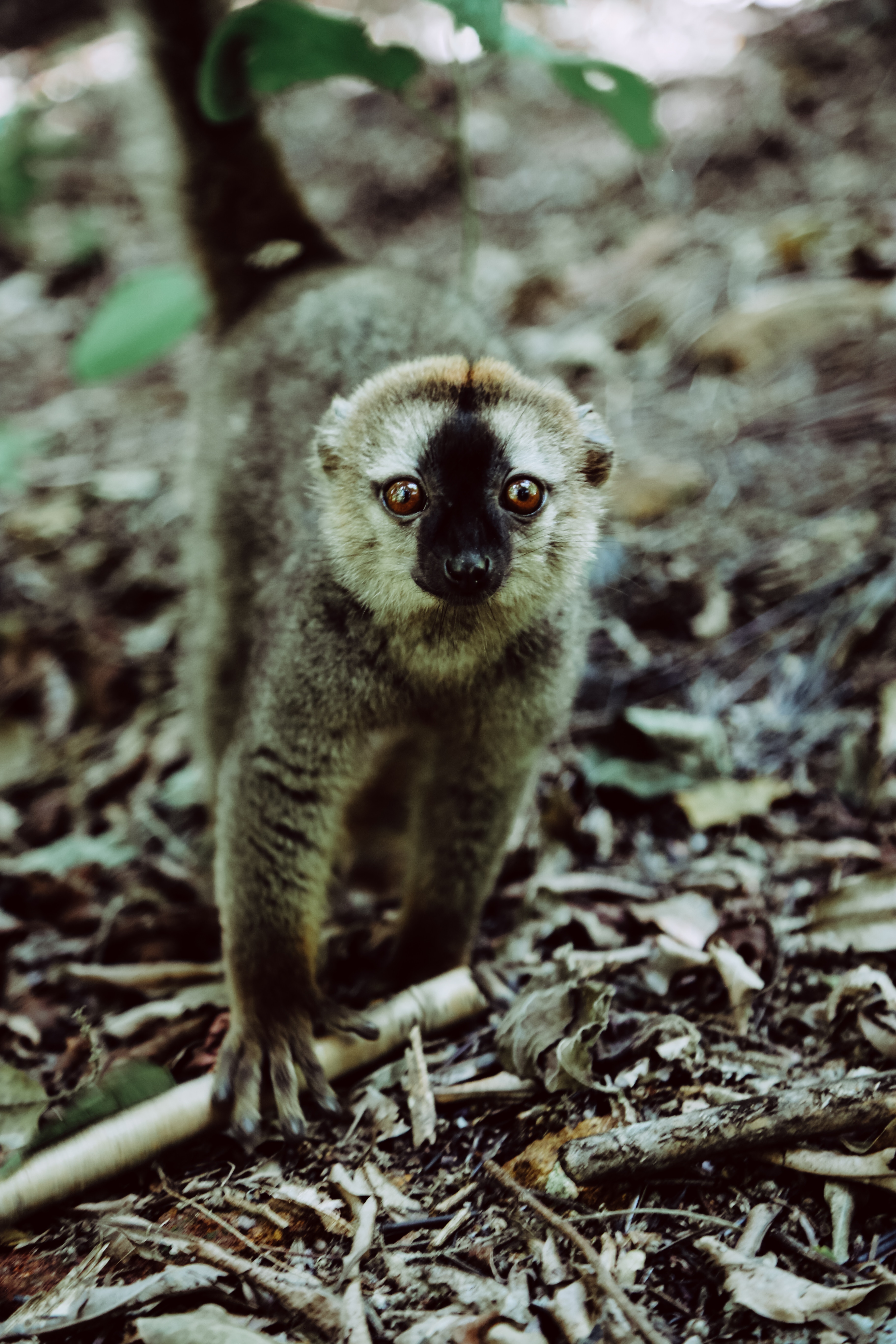 66779 Bild herunterladen tiere, sicht, meinung, wilde natur, wildlife, tier, lemur, primas, primaten - Hintergrundbilder und Bildschirmschoner kostenlos