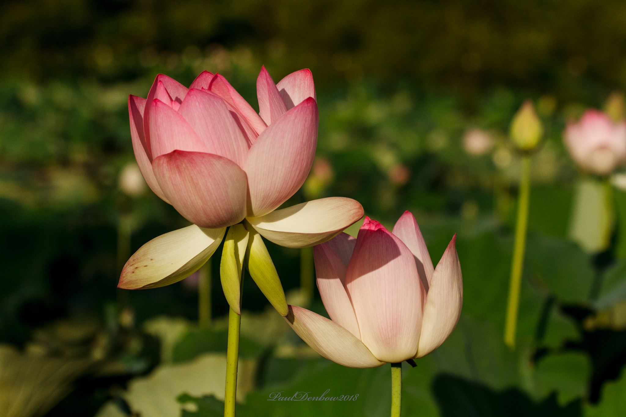 Free download wallpaper Lotus, Flowers, Earth on your PC desktop