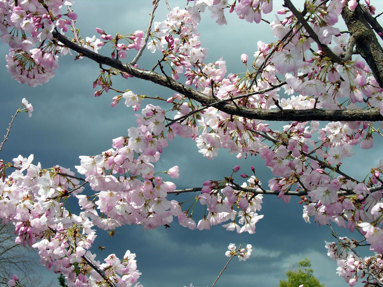 Скачать картинку Небо, Дерево, Пасмурно, Ветки, Цветение, Цветы, Весна в телефон бесплатно.
