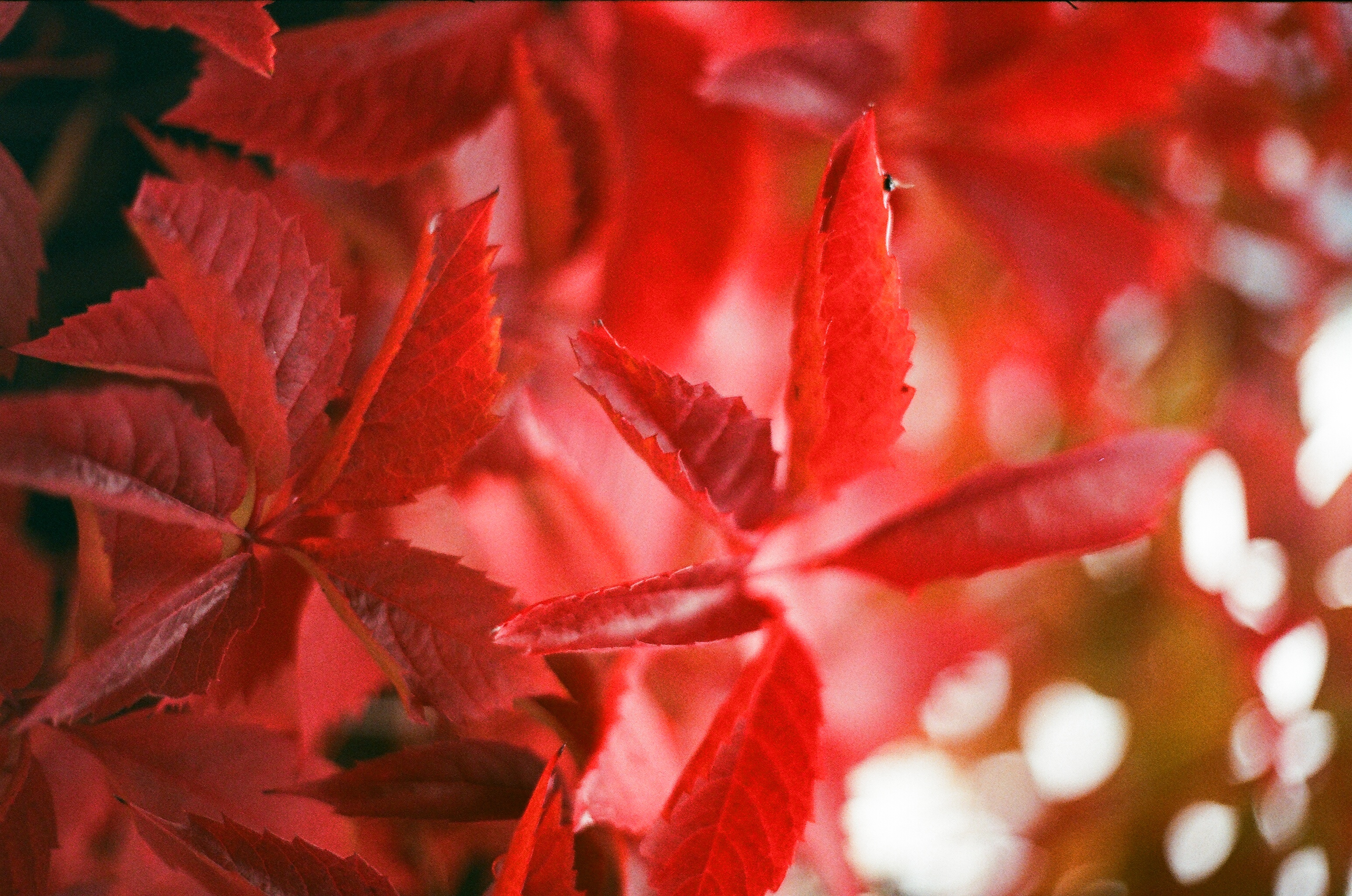 Скачать обои бесплатно Ветки, Красный, Природа, Плющ, Растение, Листья, Осень картинка на рабочий стол ПК
