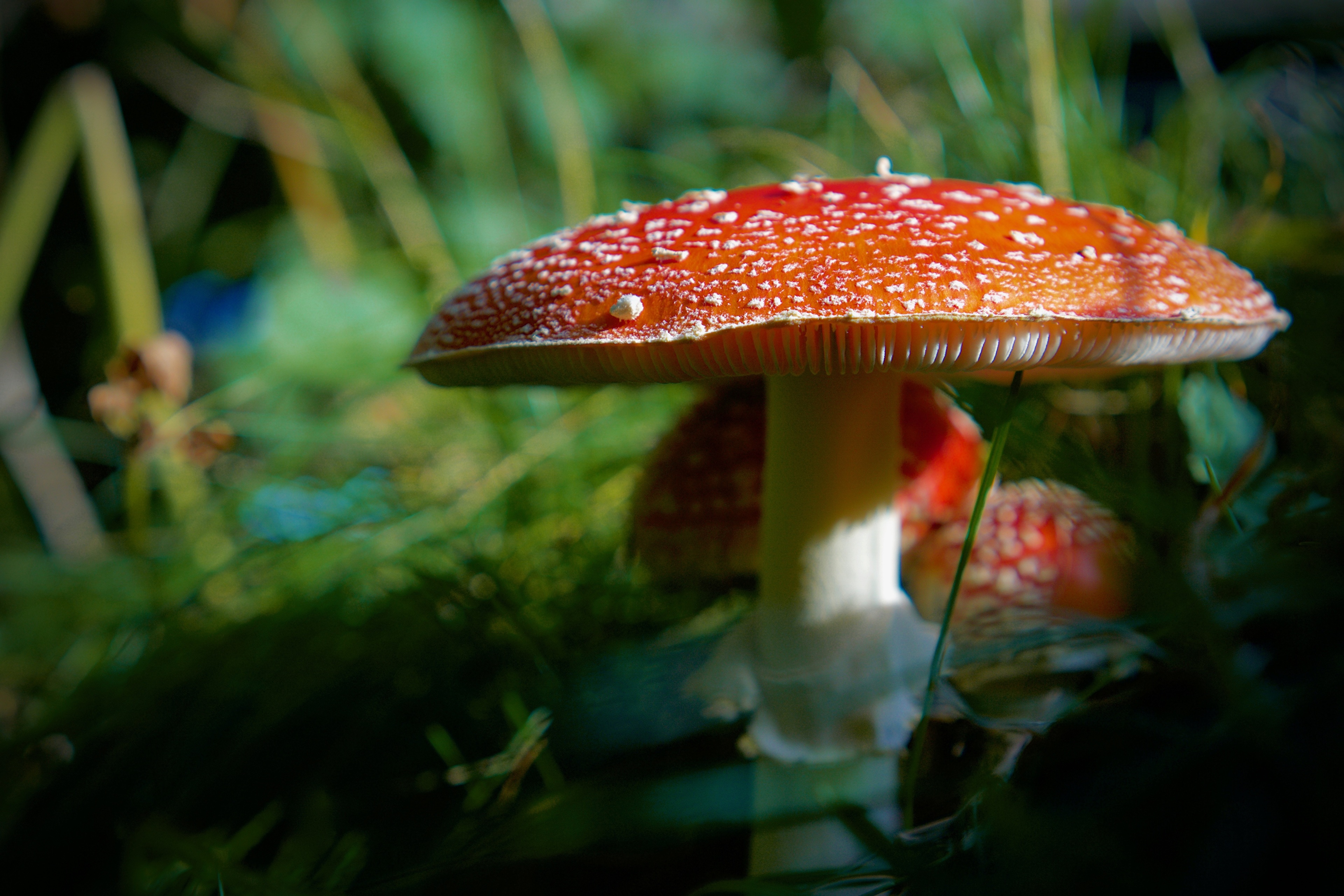 Handy-Wallpaper Natur, Makro, Pilz, Erde/natur kostenlos herunterladen.