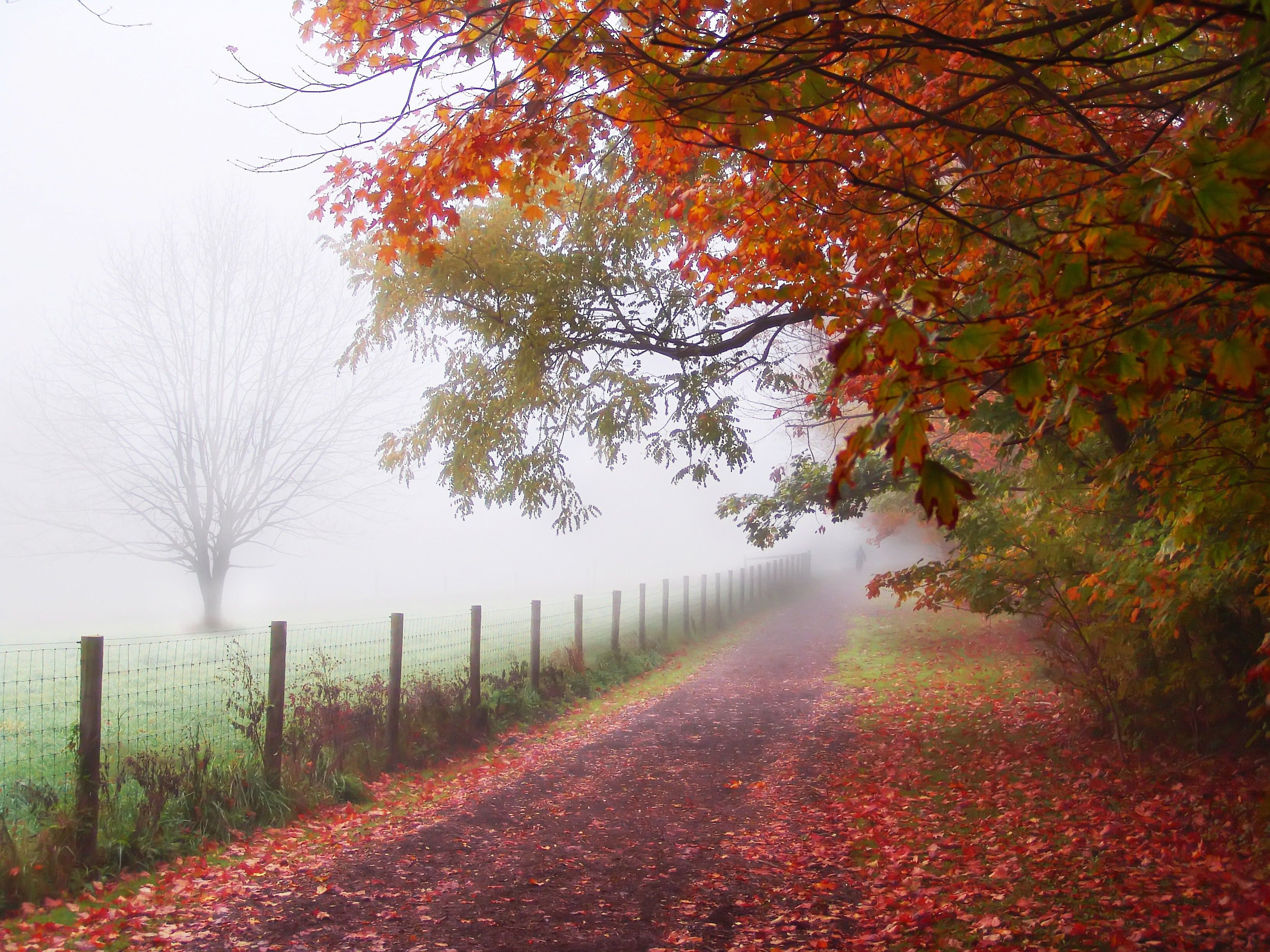 Download background roads, landscape, trees, autumn