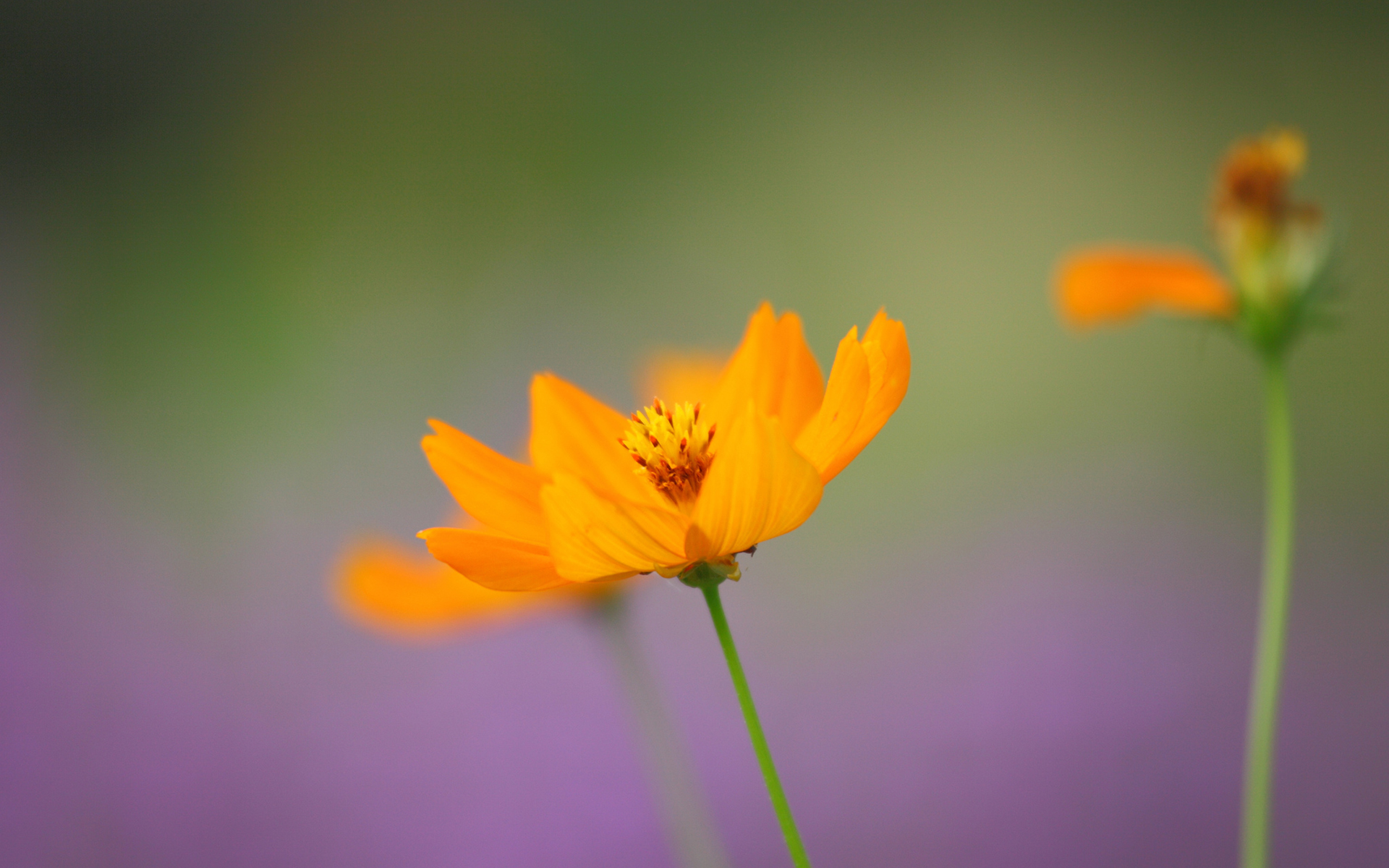 Téléchargez gratuitement l'image Fleurs, Fleur, Terre/nature sur le bureau de votre PC