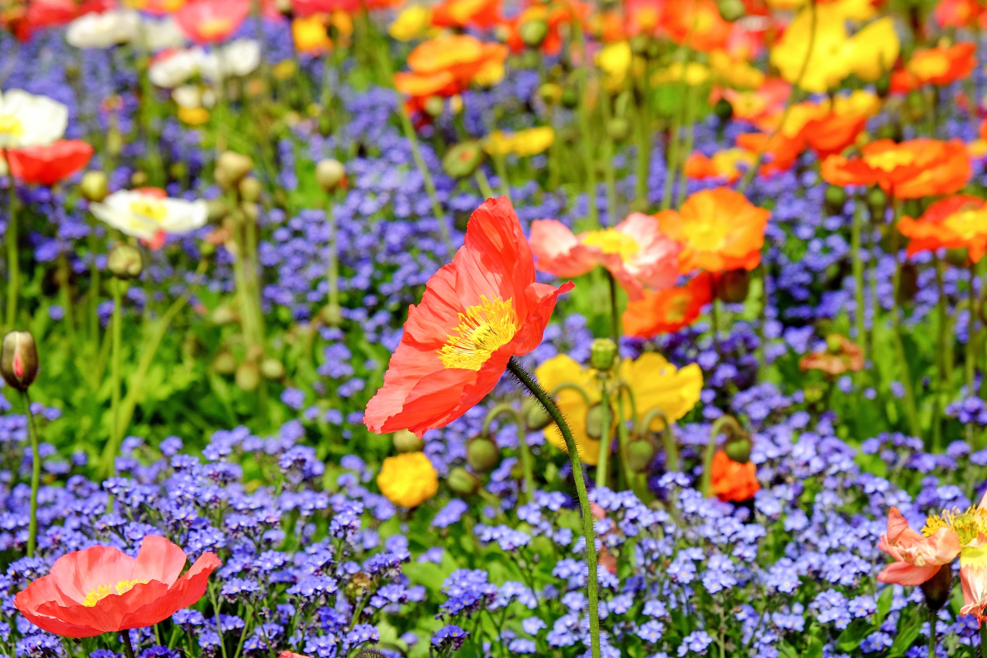 Handy-Wallpaper Natur, Blume, Wiese, Gelbe Blume, Lila Blume, Rote Blume, Erde/natur kostenlos herunterladen.