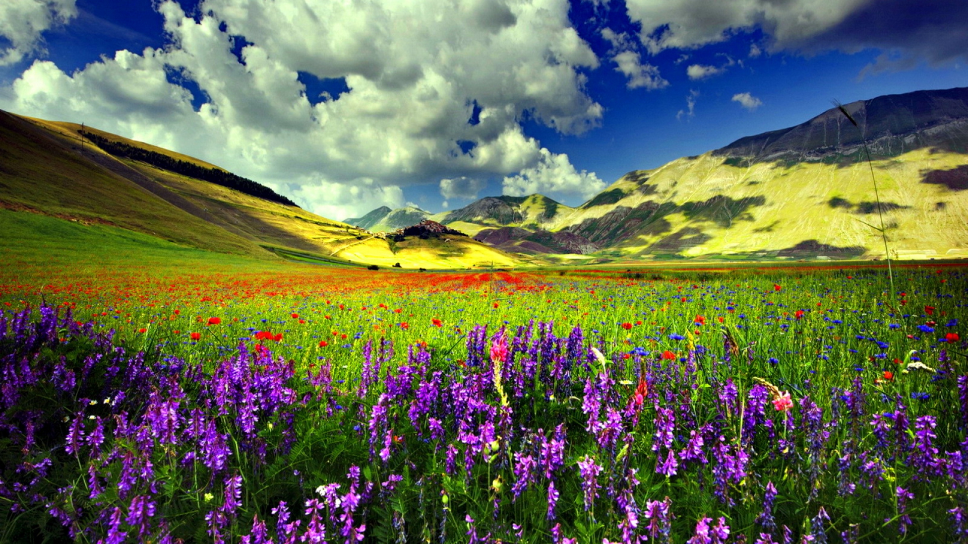 Free download wallpaper Flower, Earth, Field, Colorful, Spring on your PC desktop