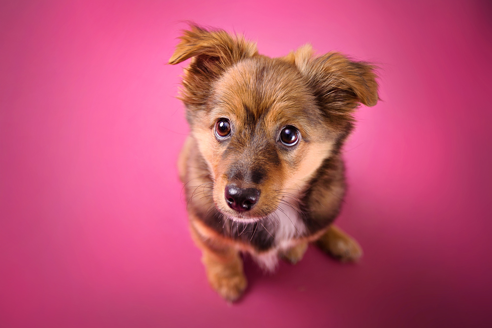 Download mobile wallpaper Dogs, Dog, Muzzle, Animal, Puppy, Baby Animal for free.